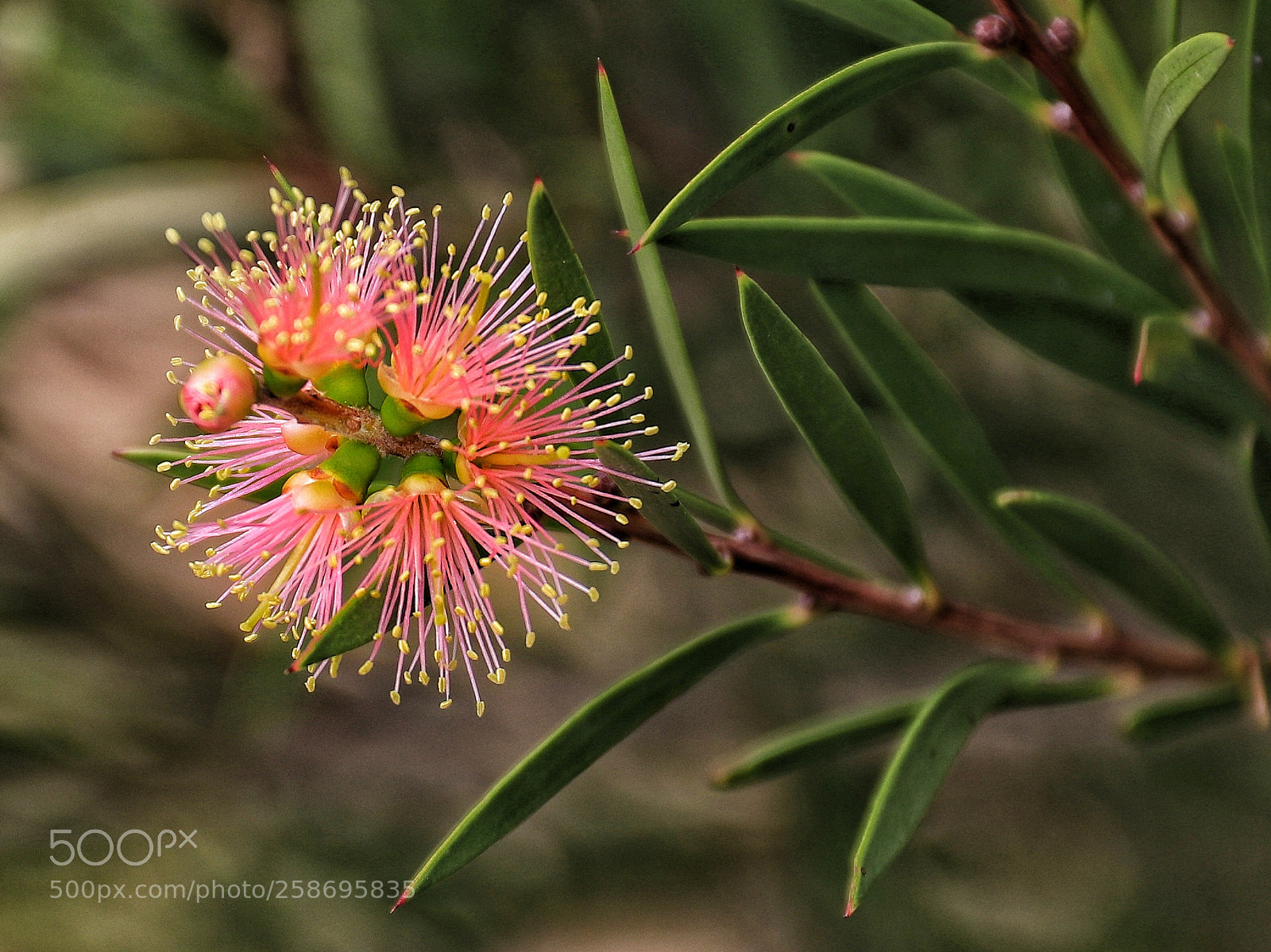 Canon EOS 80D sample photo. Bottlebrush flower photography
