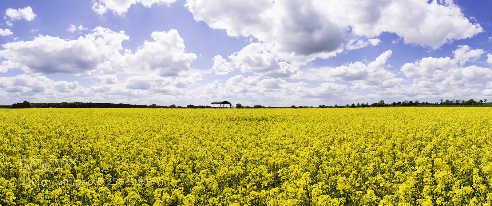 Nikon D800 sample photo. Spring rapeseed photography