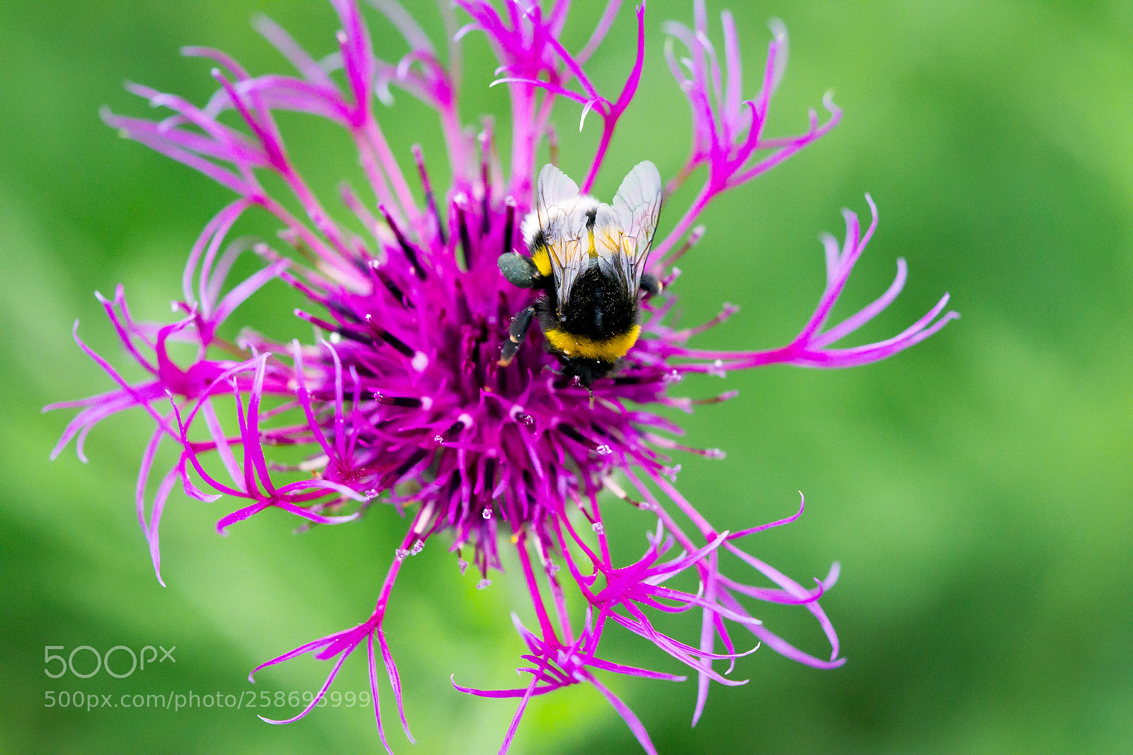 Sony a6000 sample photo. Bumblebee photography