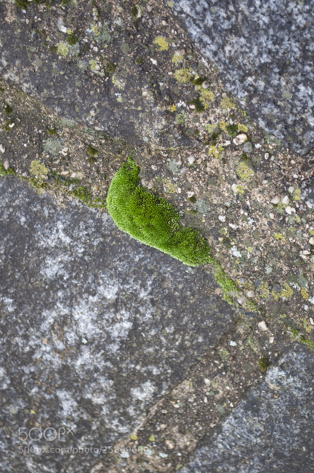 Nikon D5000 sample photo. Green photography