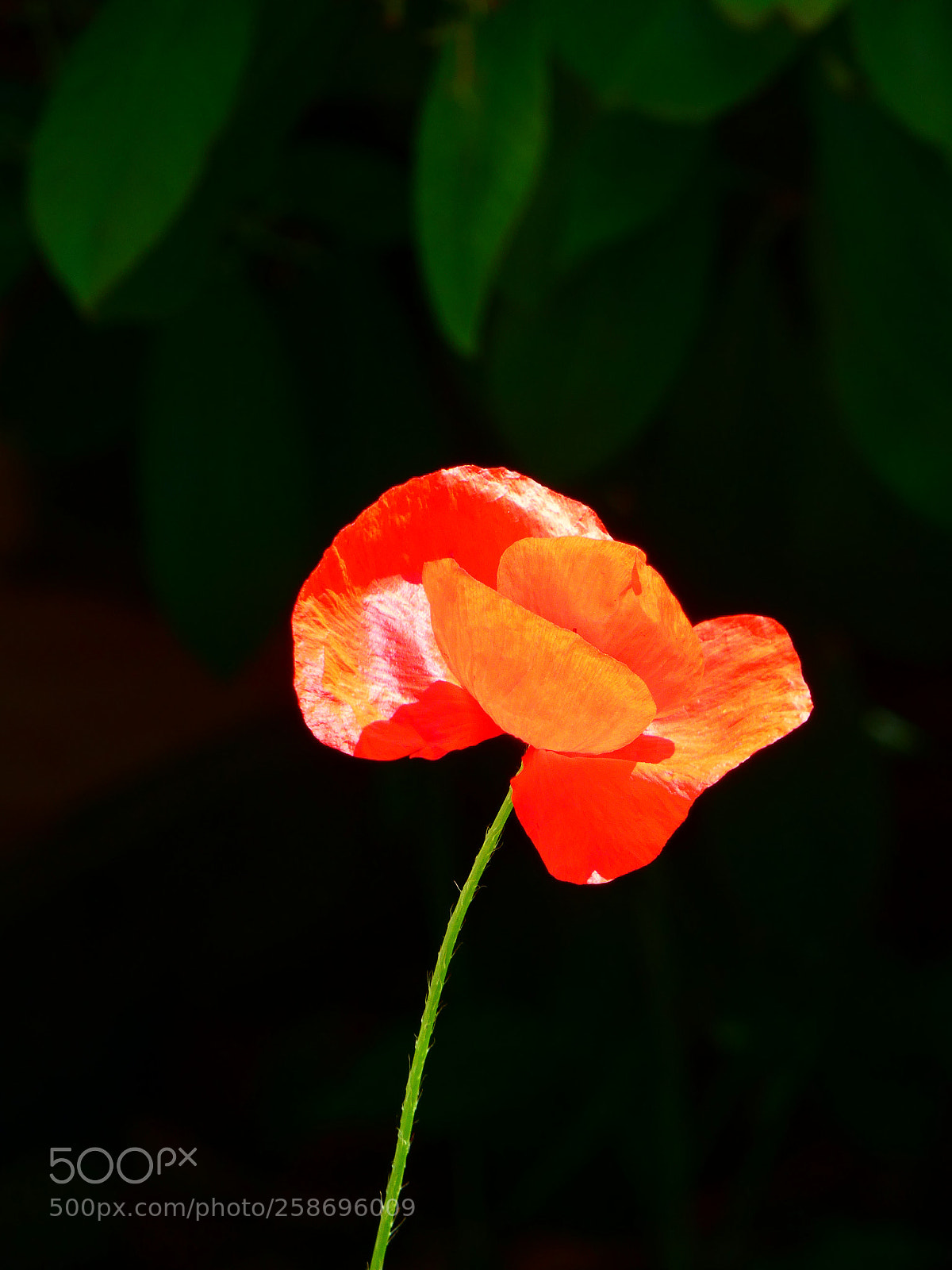 Panasonic Lumix DC-FZ80 (Lumix DC-FZ82) sample photo. Red poppies photography