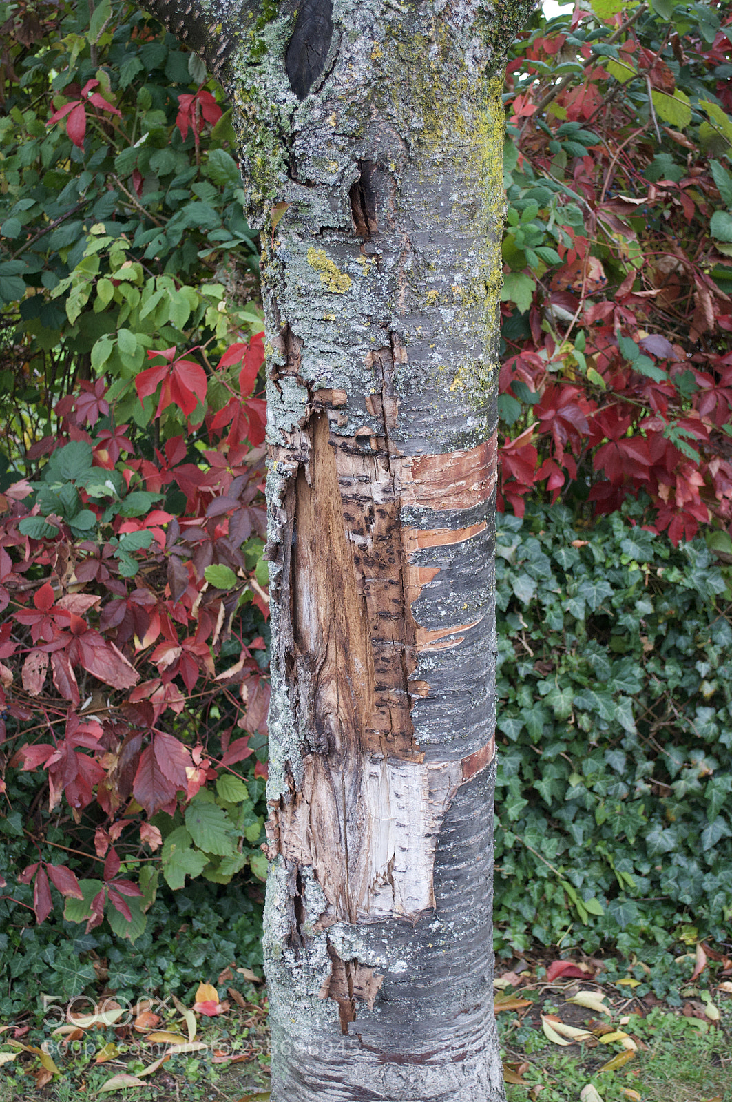 Nikon D5000 sample photo. Tree photography