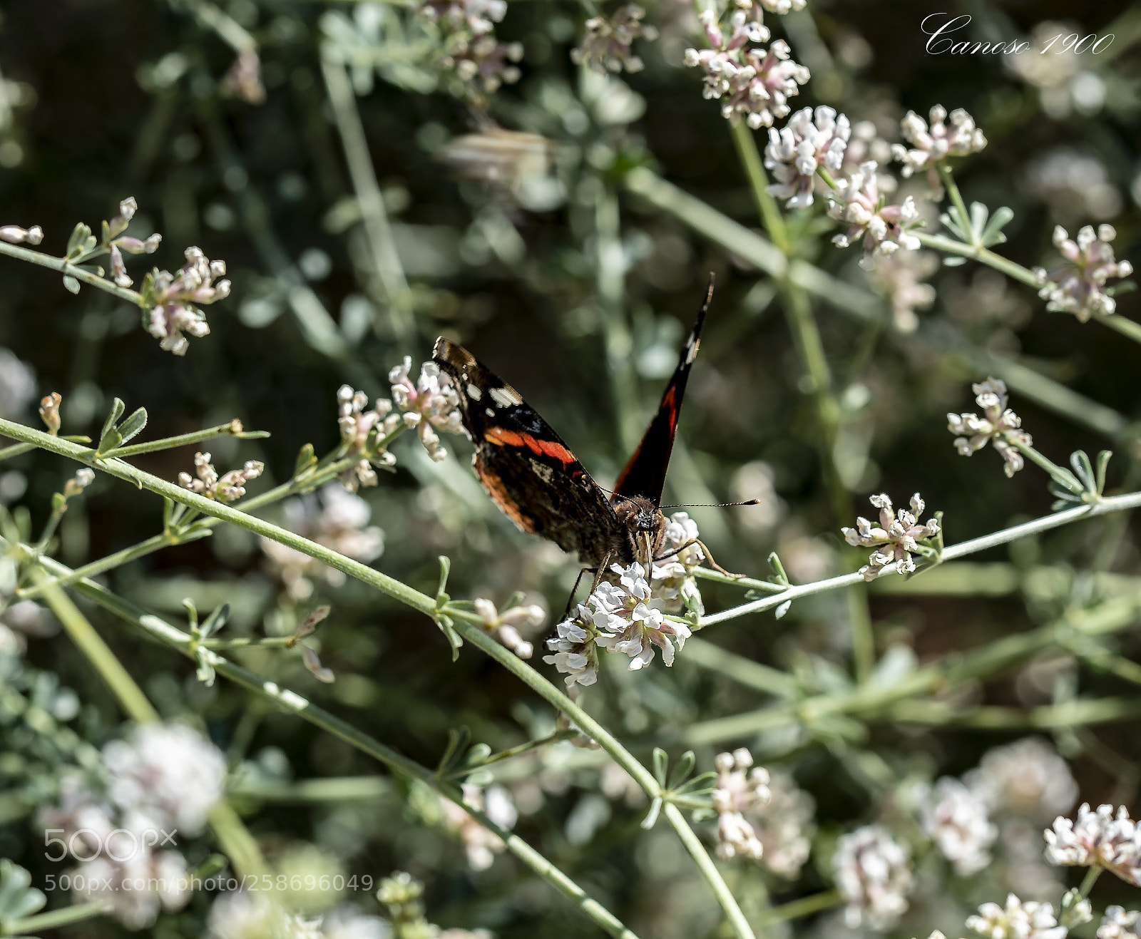Nikon D810 sample photo. Jardin botanico valencia photography
