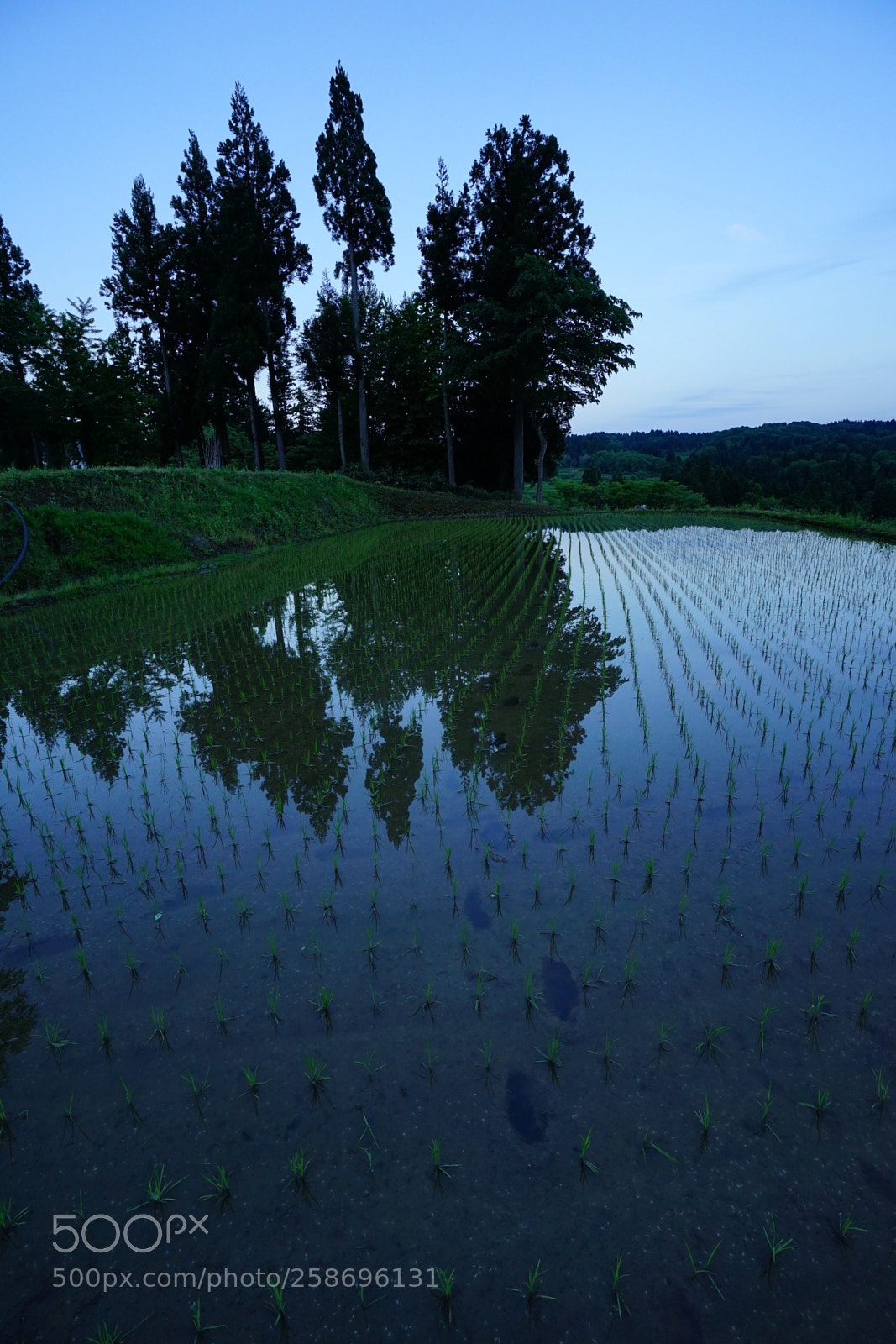 Sony a7 II sample photo. Footprint of rice fields photography