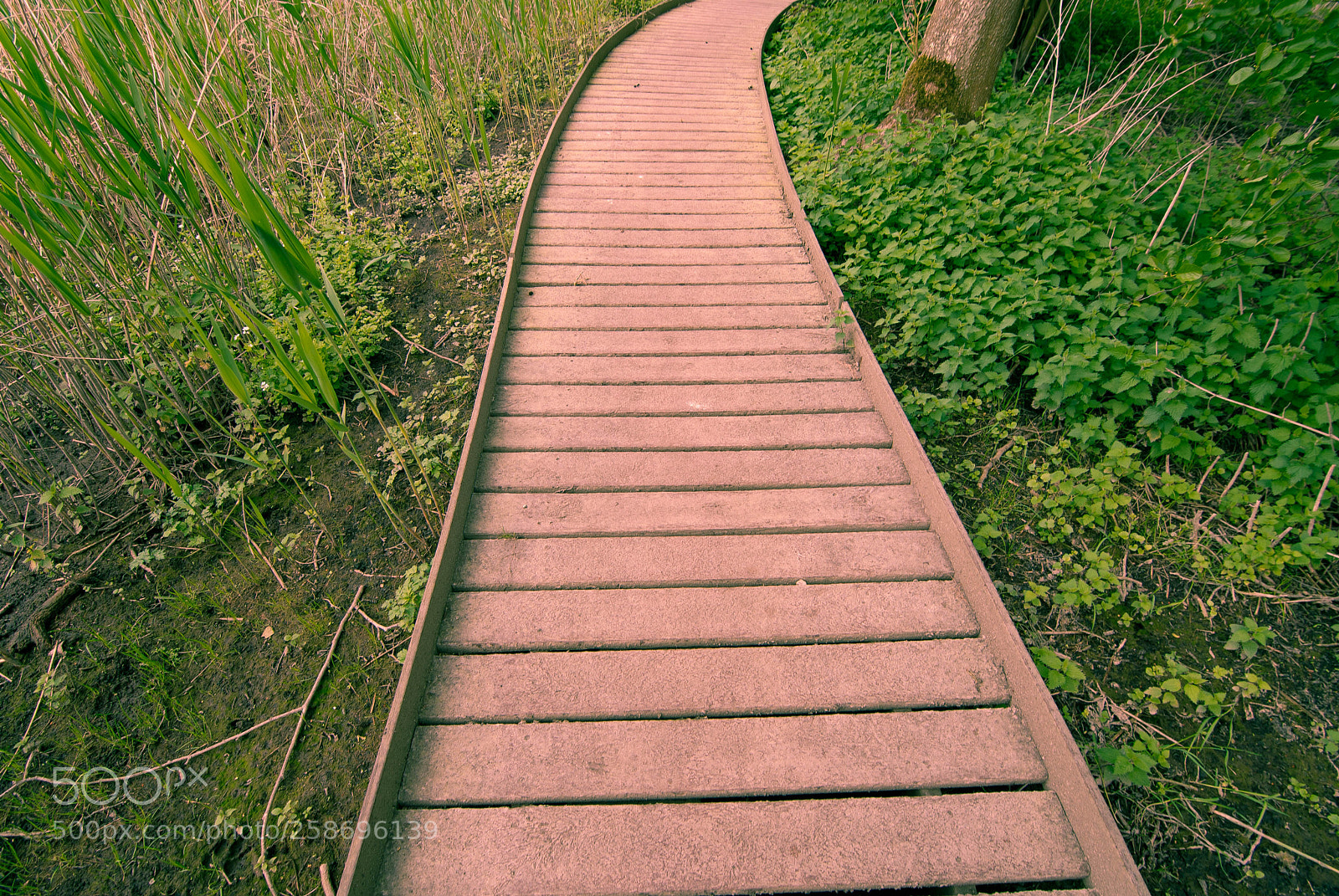Nikon D3000 sample photo. Watermeadow boardwalk photography
