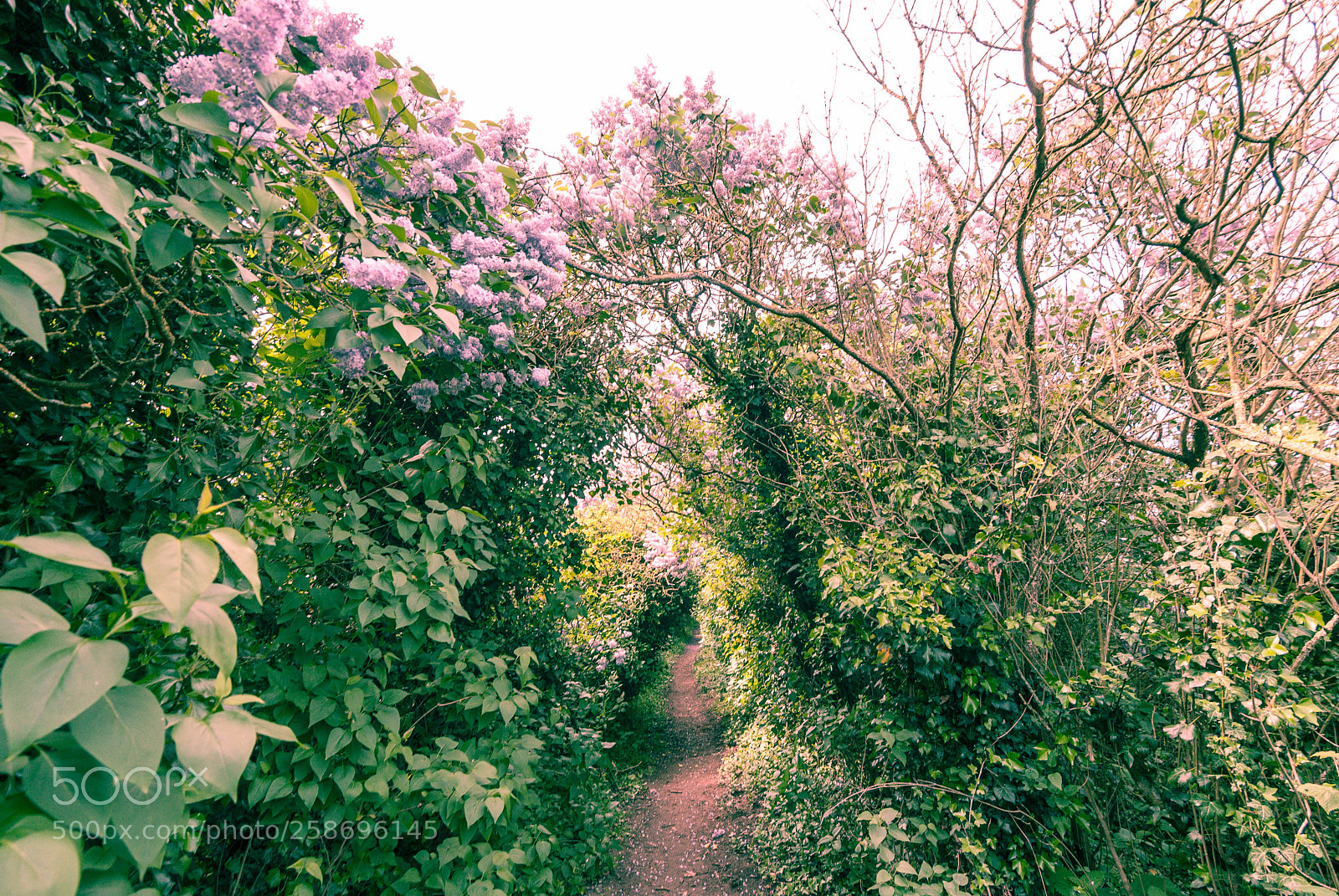 Nikon D3000 sample photo. Buddlia photography