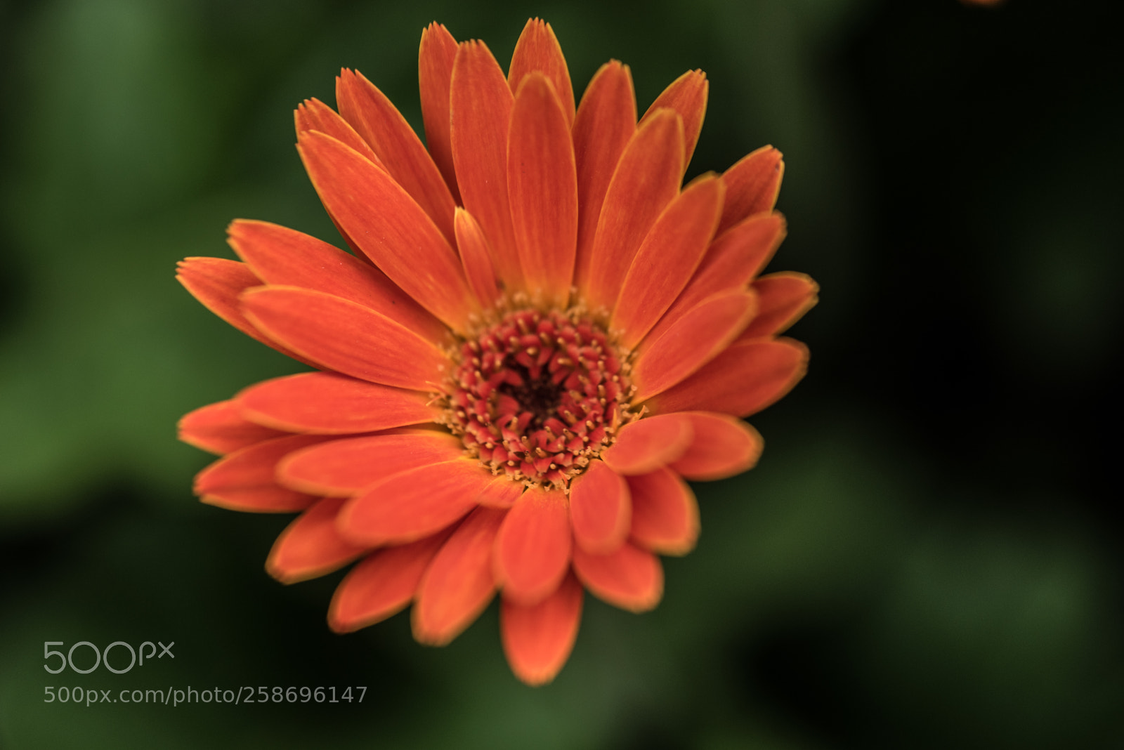 Nikon D750 sample photo. Orange beauty photography