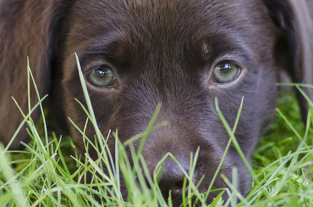 Nikon D7000 sample photo. Finn photography