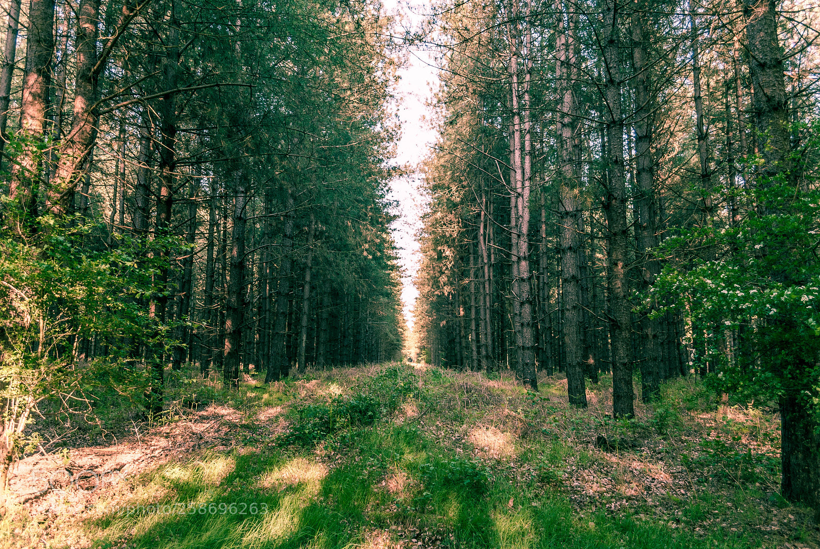 Nikon D3000 sample photo. Pine light photography