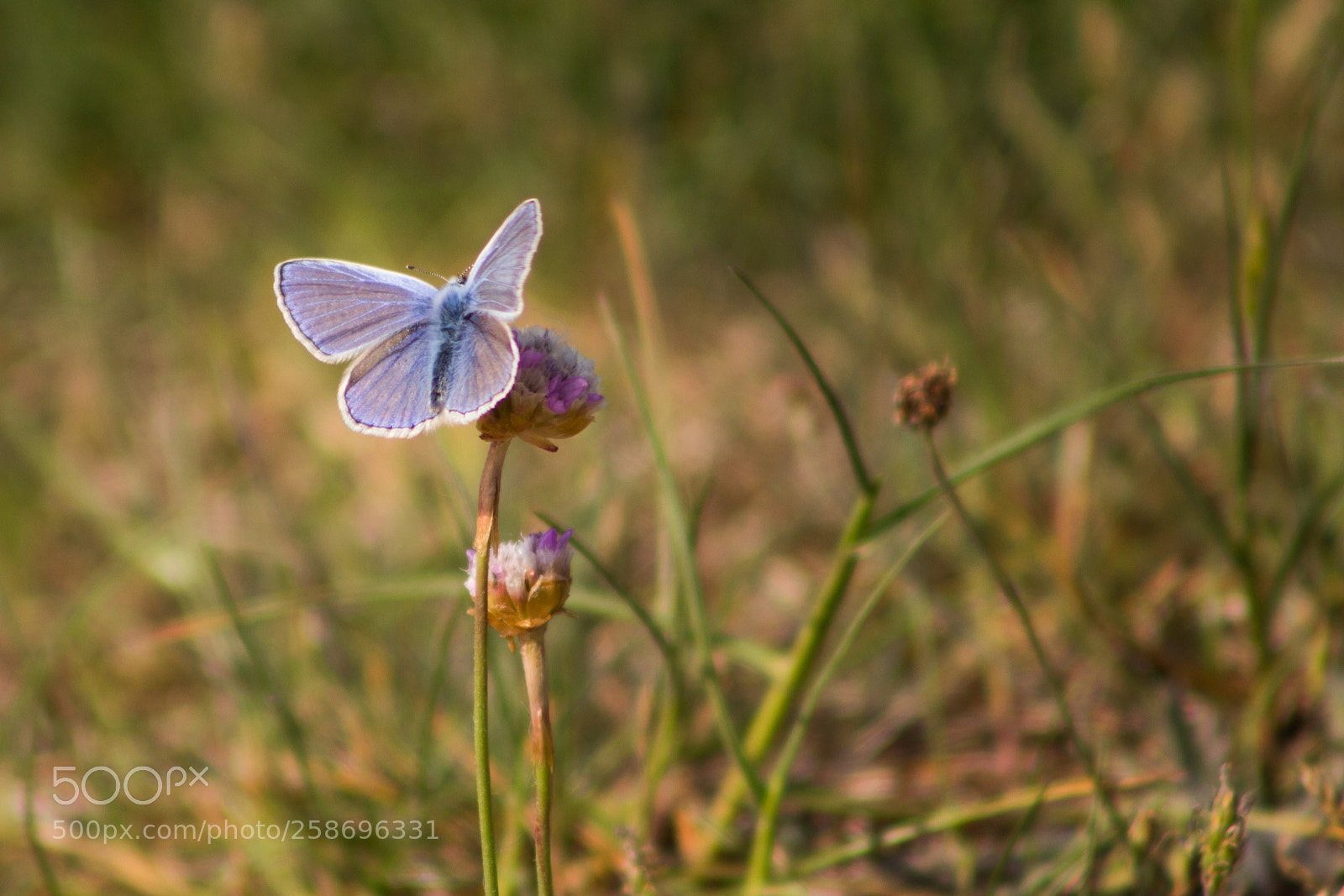 Canon EOS 100D (EOS Rebel SL1 / EOS Kiss X7) sample photo. Common blue butterfly polyommatus photography