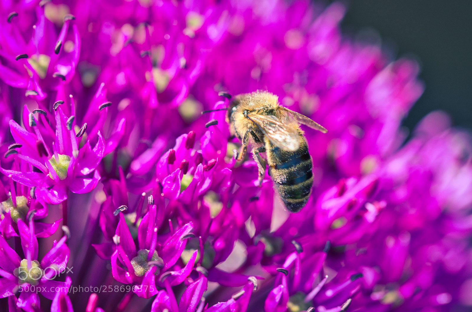 Nikon D7000 sample photo. Think bee photography