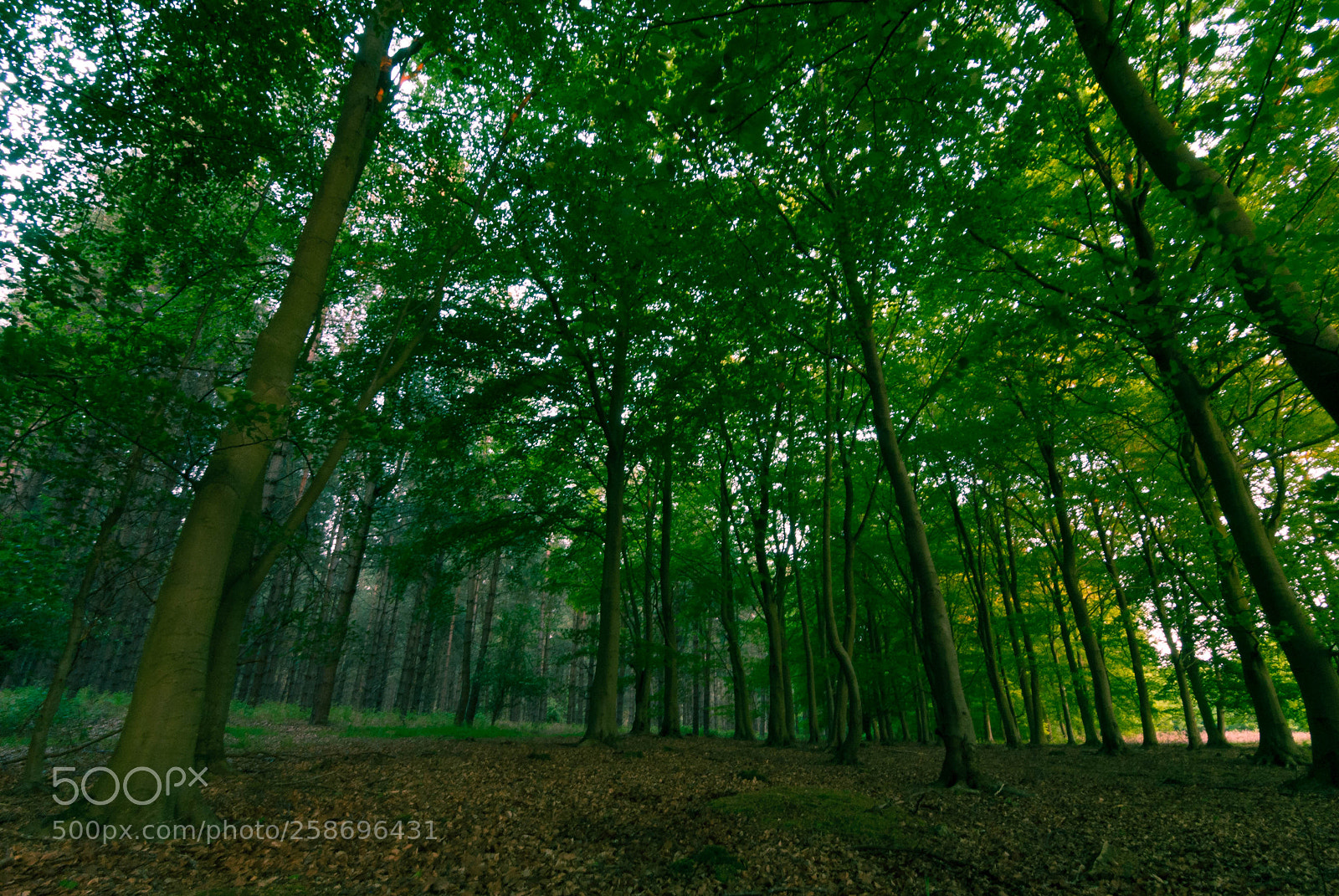 Nikon D3000 sample photo. Pine and beech photography