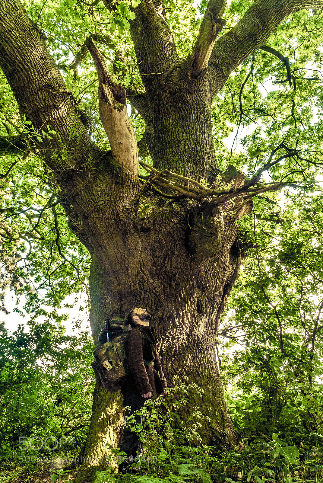 Nikon D3000 sample photo. The oak photography
