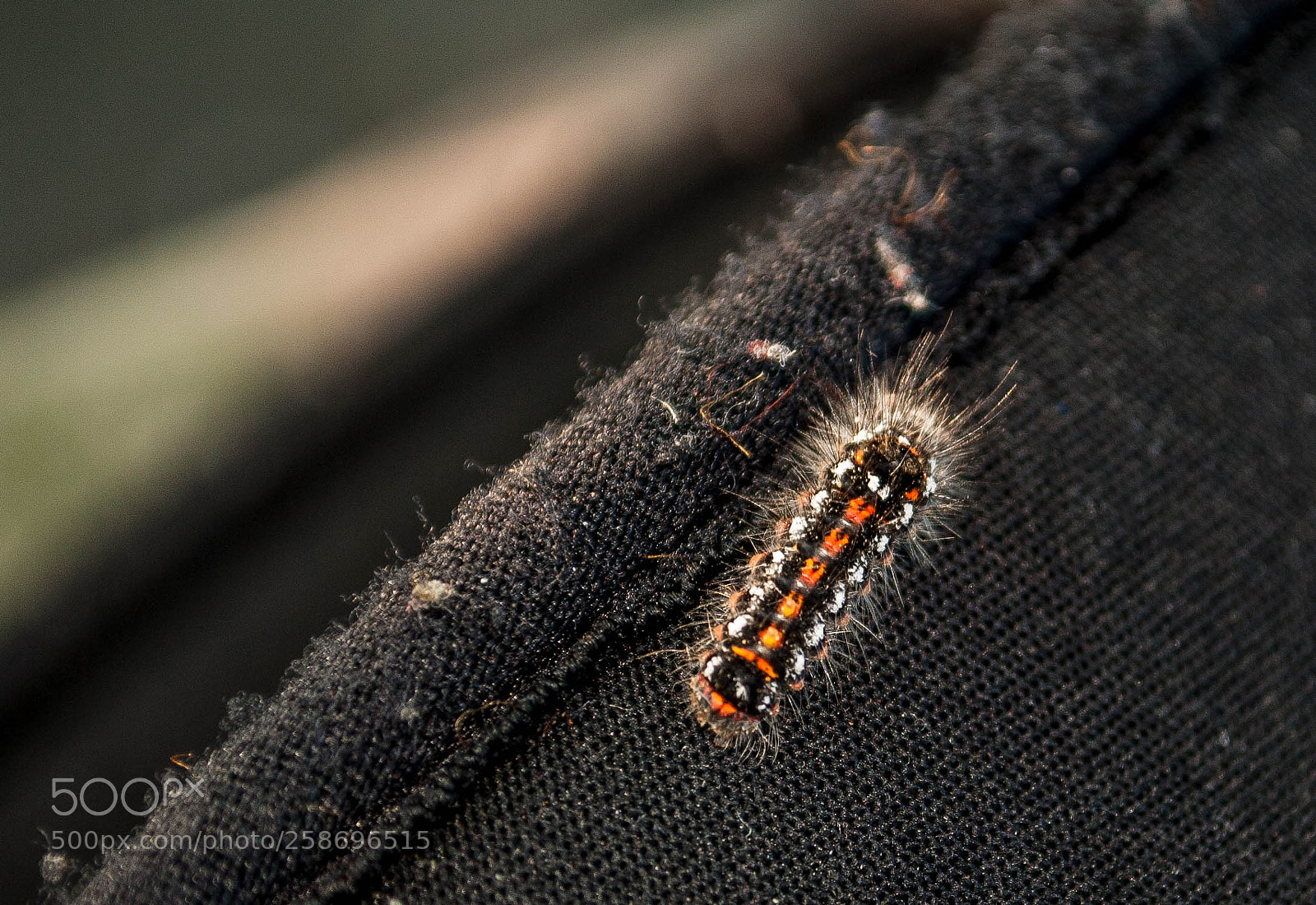 Nikon D3000 sample photo. Yellow-tail moth caterpillar photography