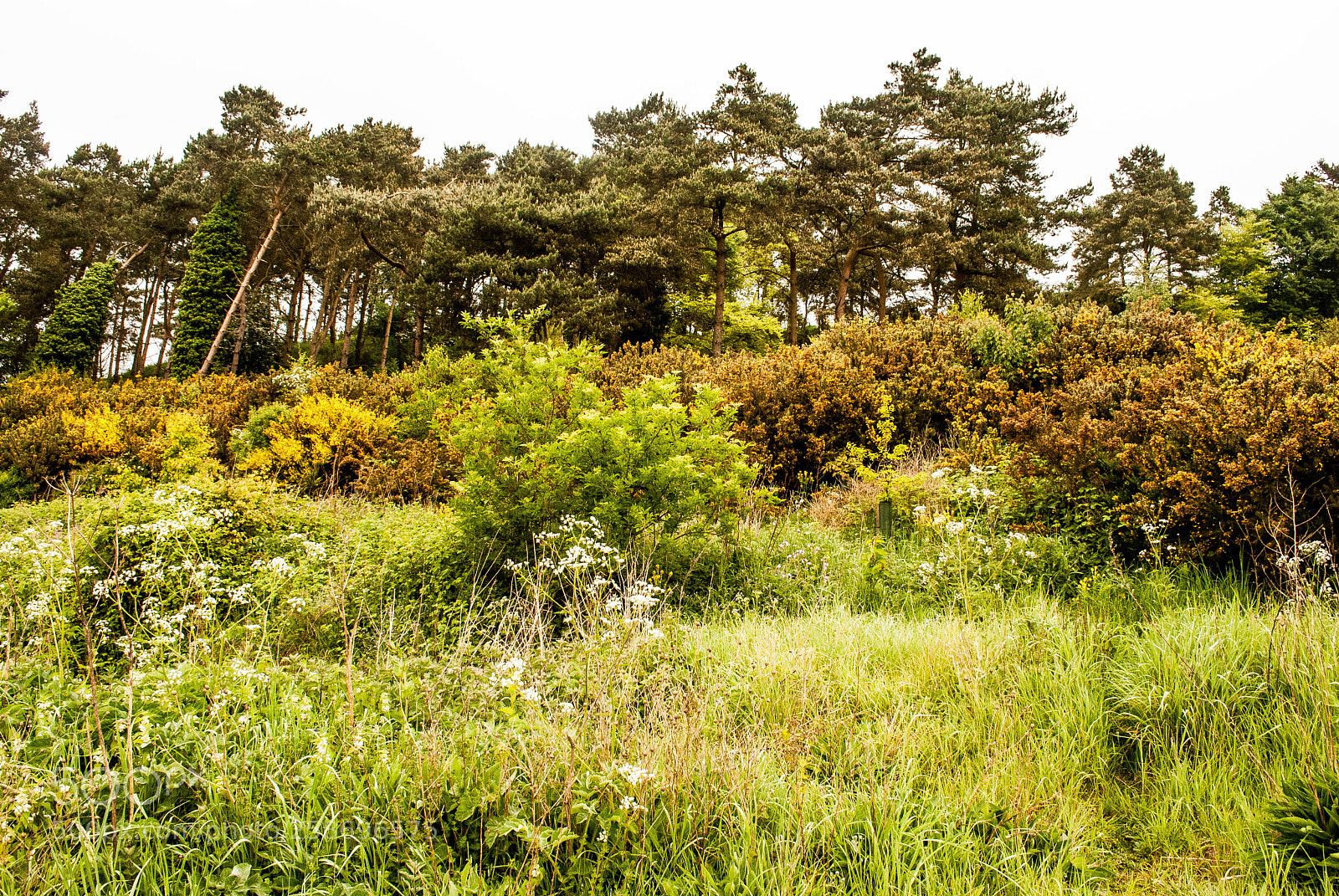 Nikon D3000 sample photo. The colour photography