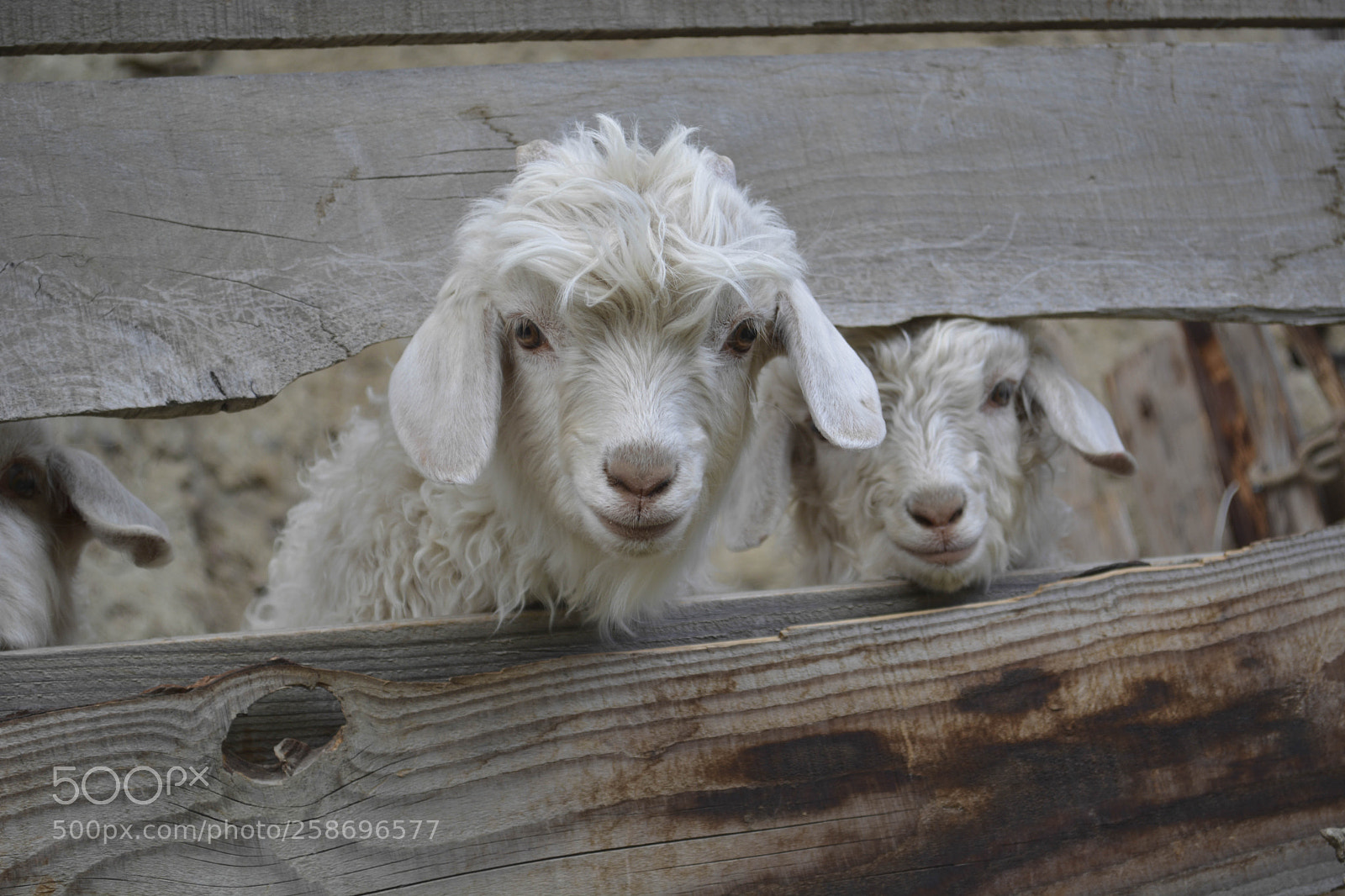 Nikon D5200 sample photo. Pequeño cordero photography