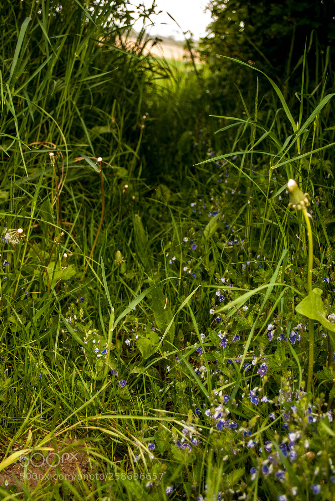 Nikon D3000 sample photo. The valley photography