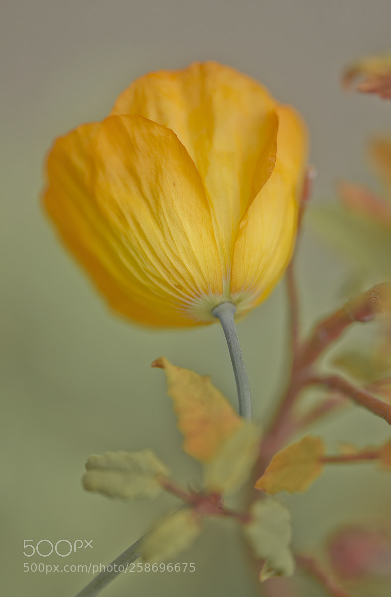 Nikon D800 sample photo. Yellow photography