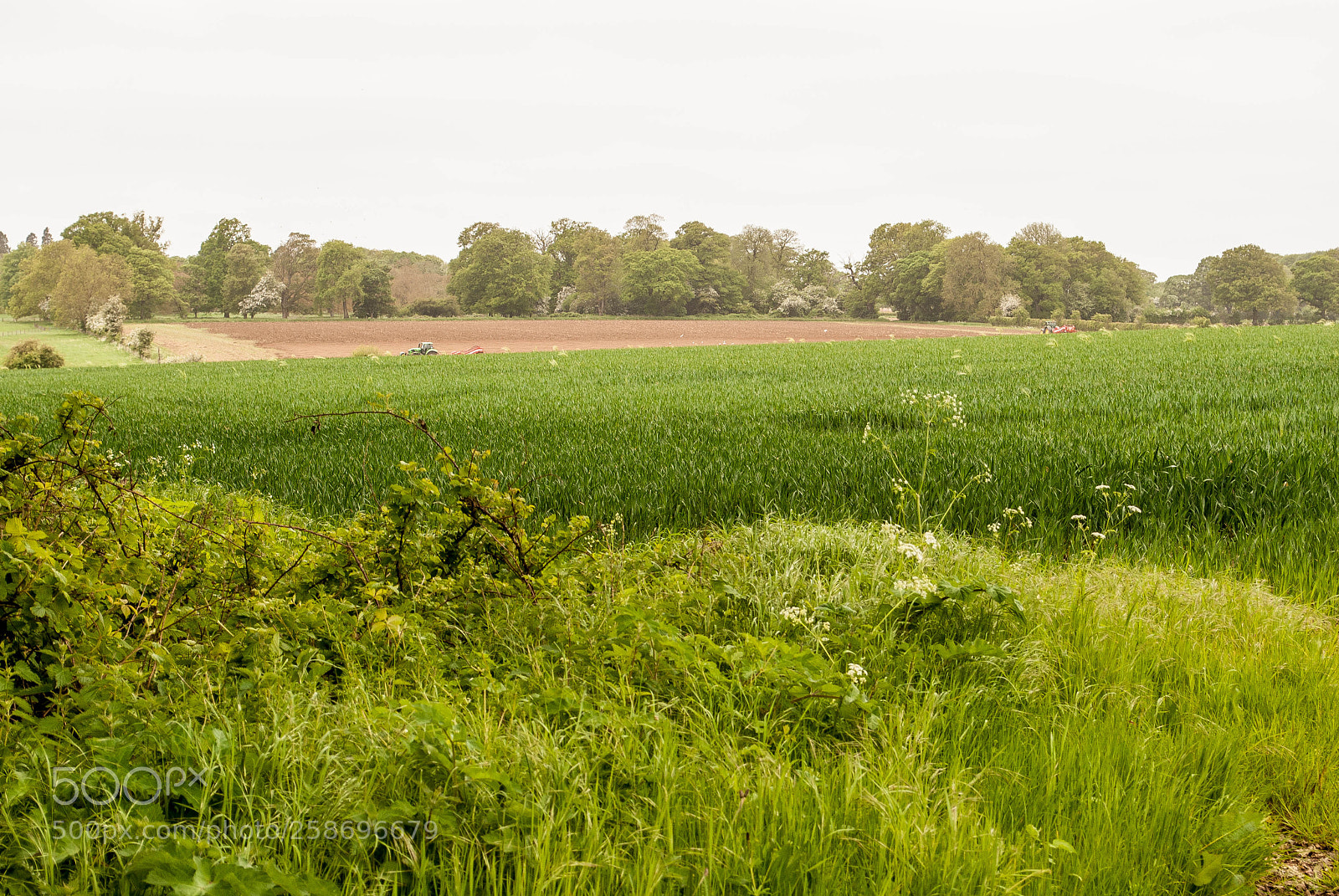 Nikon D3000 sample photo. Green photography