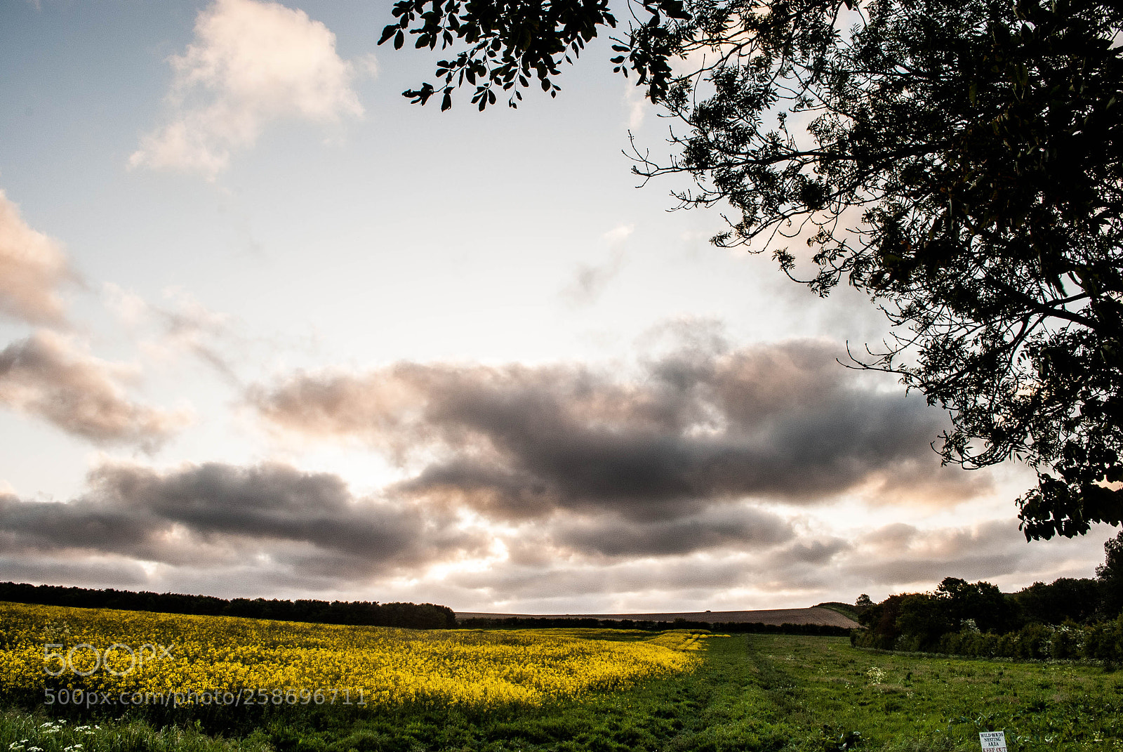 Nikon D3000 sample photo. Yellow photography