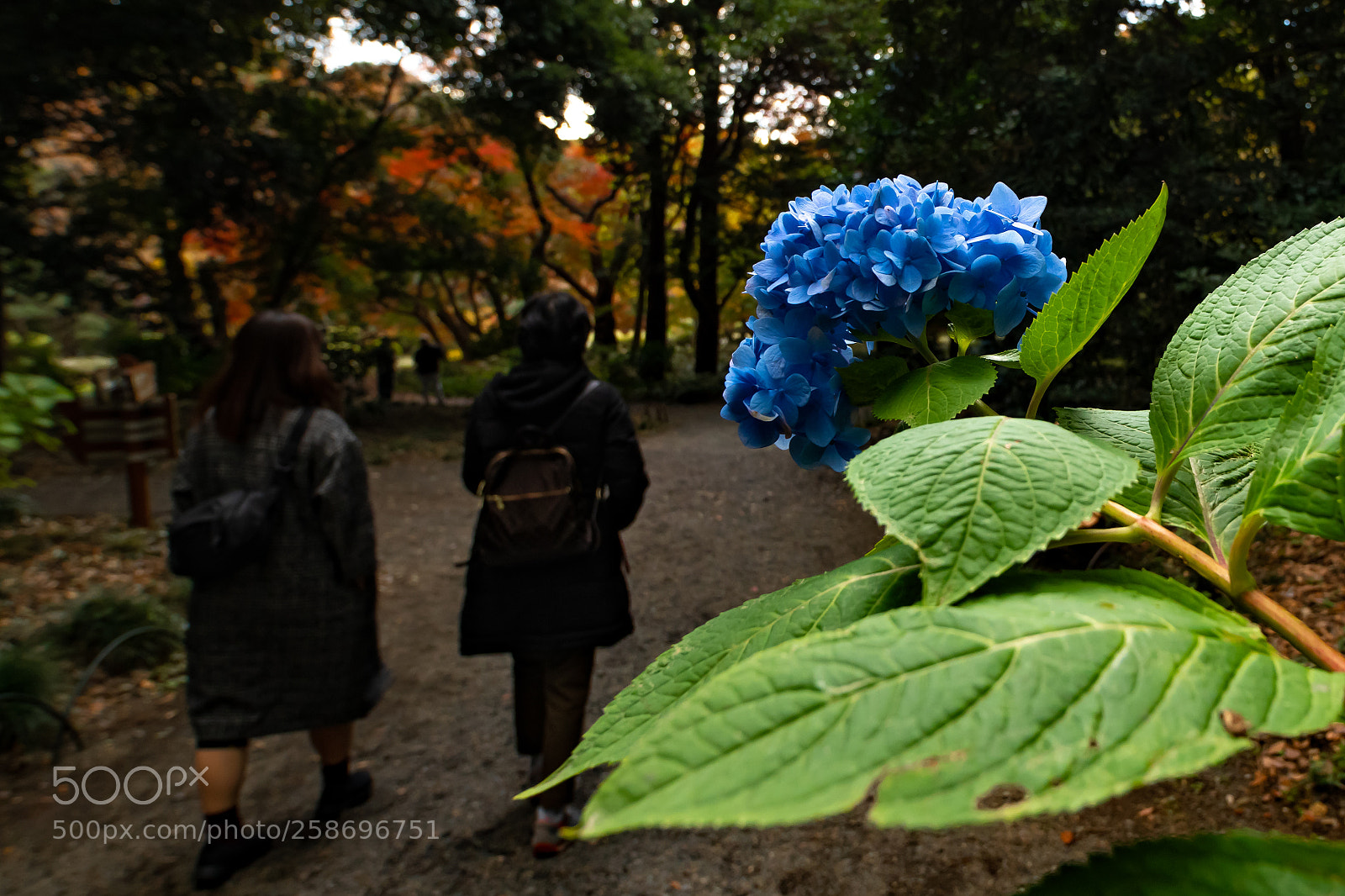 Nikon D850 sample photo. Alone photography