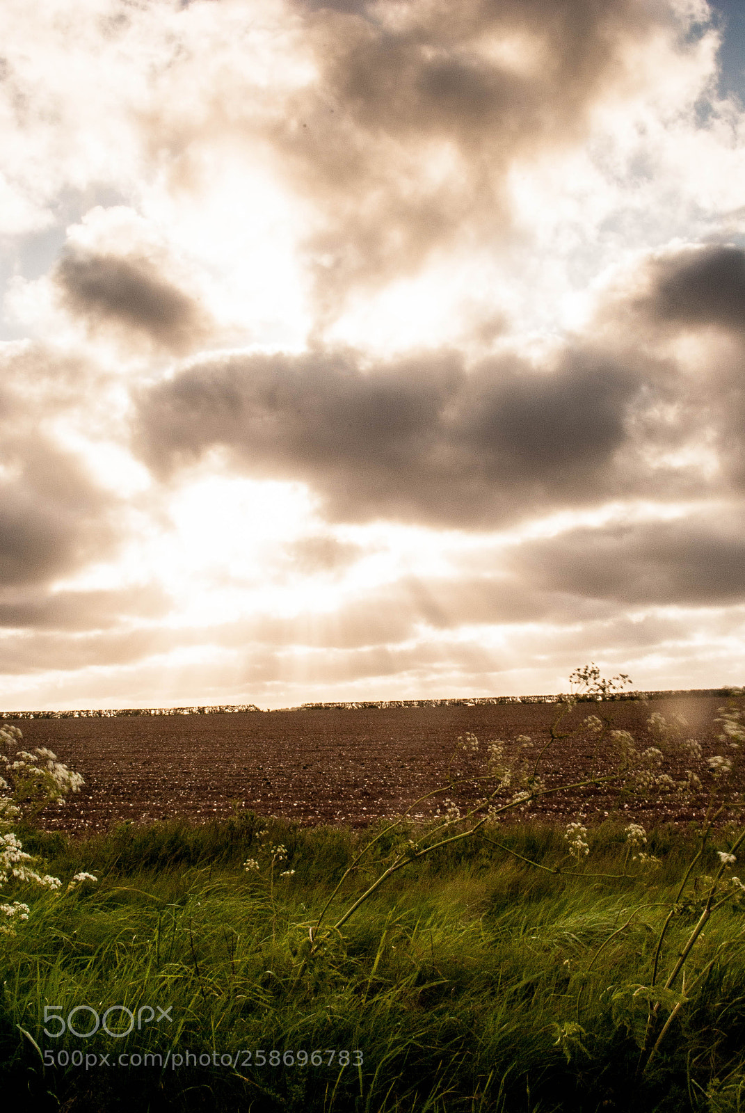 Nikon D3000 sample photo. Peddars way #73 photography