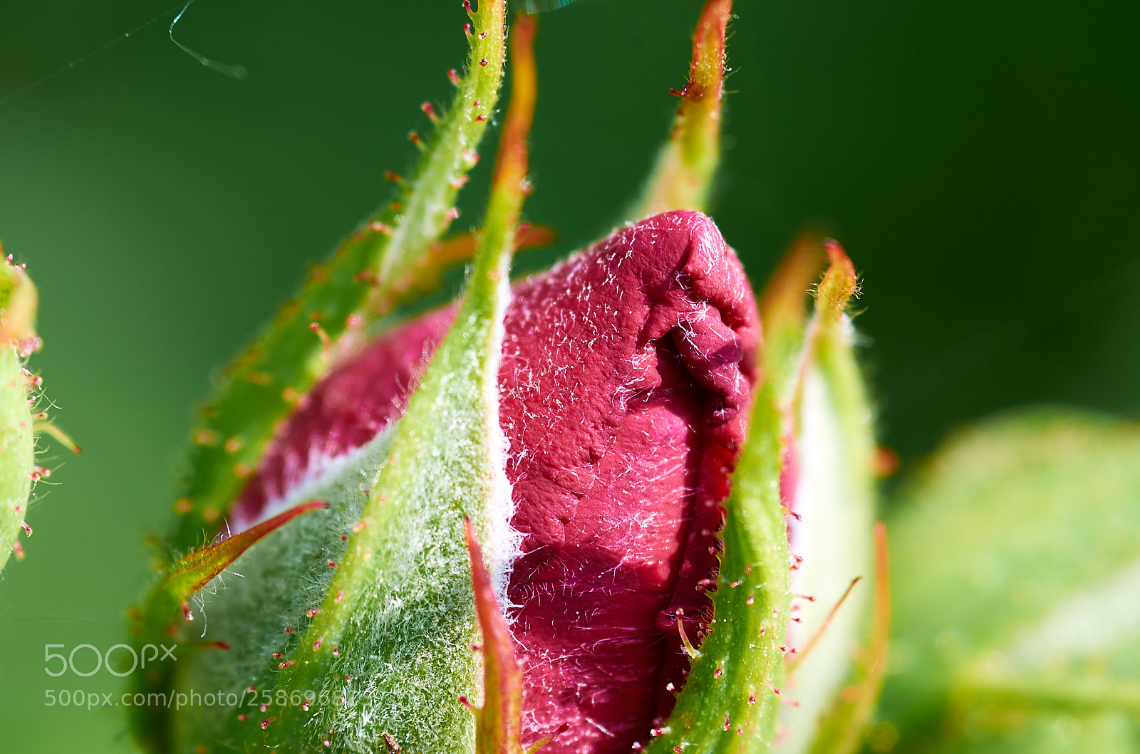Nikon D7000 sample photo. Rose photography