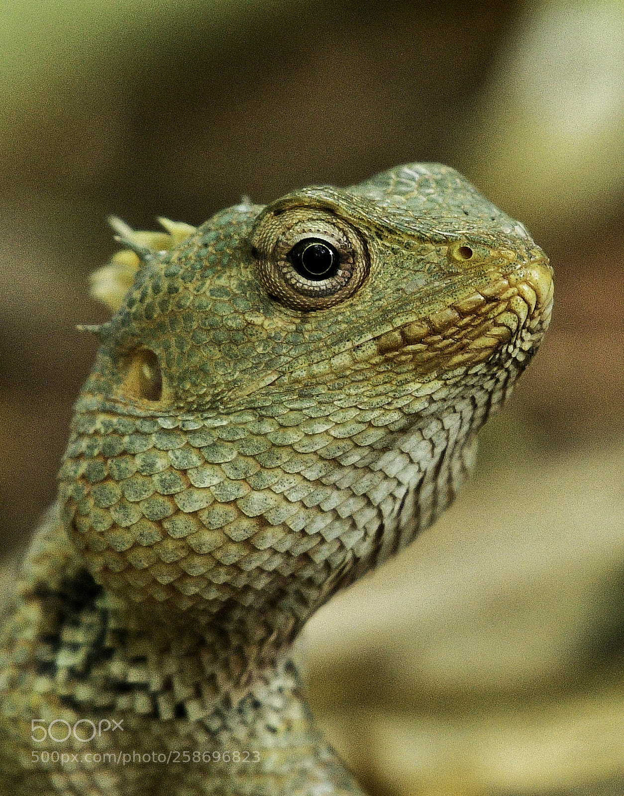 Nikon D500 sample photo. Garden lizard photography