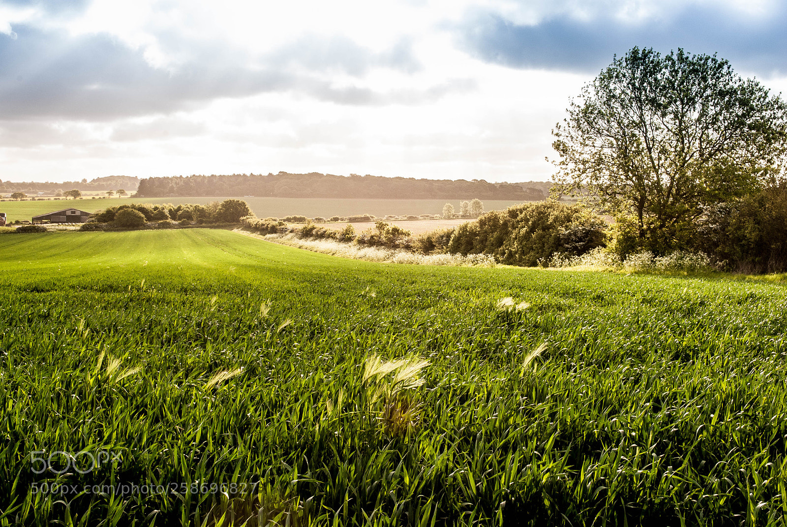 Nikon D3000 sample photo. Peddars way #79 photography