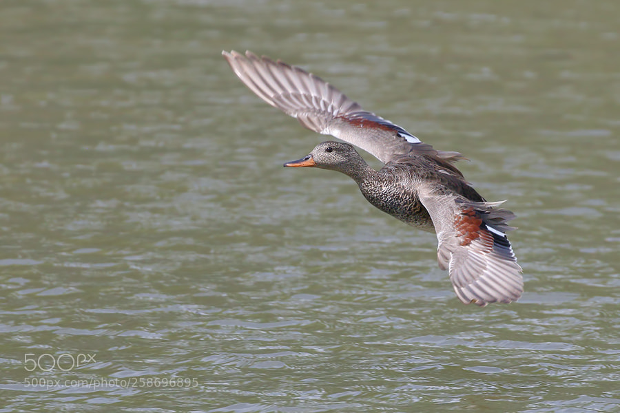 Canon EOS 7D Mark II sample photo. Gadwall photography