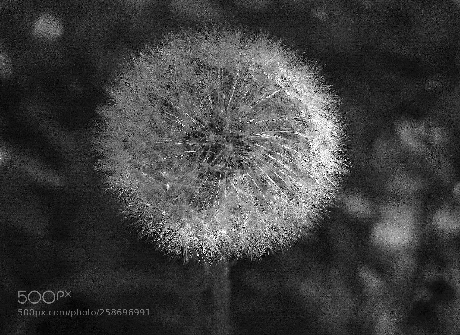 Panasonic Lumix DMC-FZ1000 sample photo. Dandelion photography