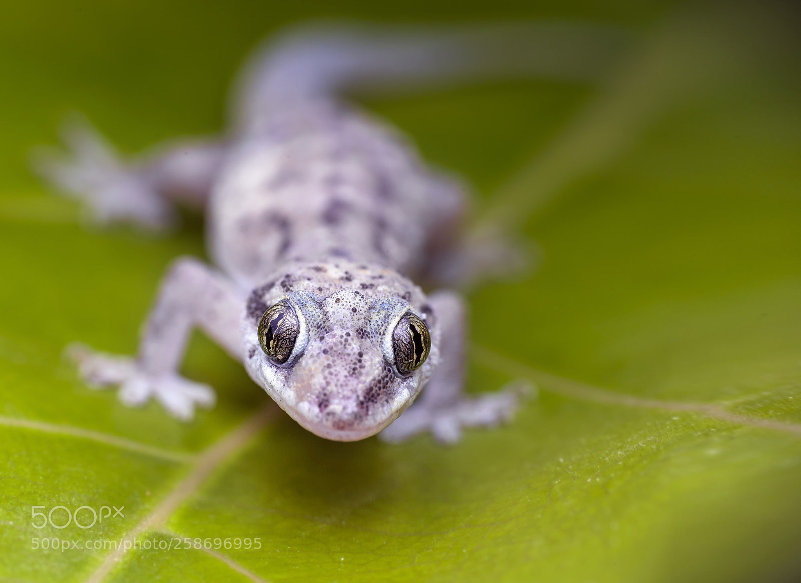 Canon EOS 6D sample photo. Gecko photography