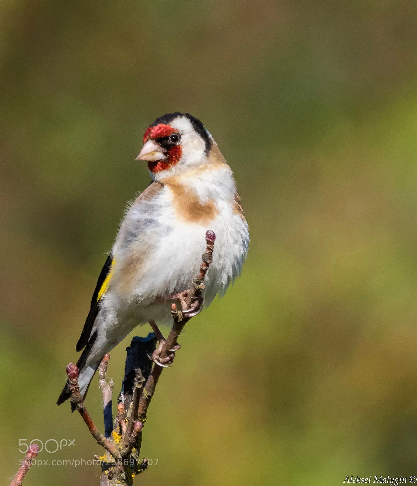 Canon EOS 7D Mark II sample photo. Goldfinch photography