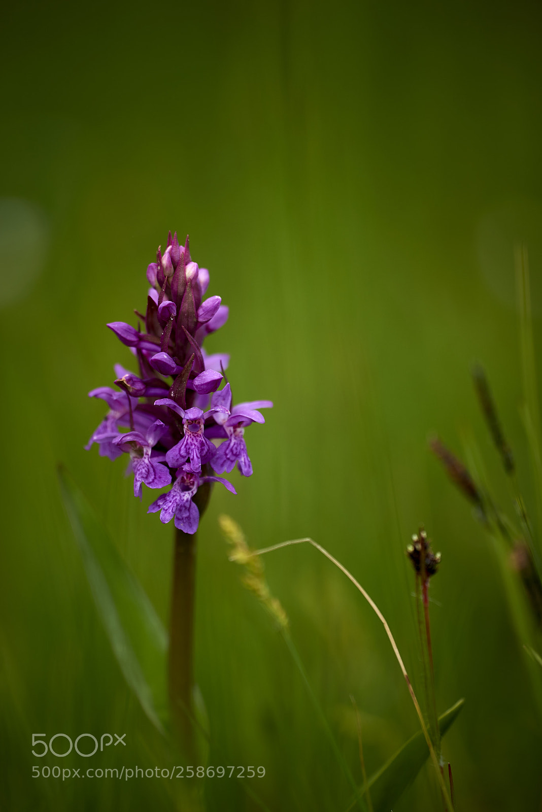 Nikon D750 sample photo. Flower photography