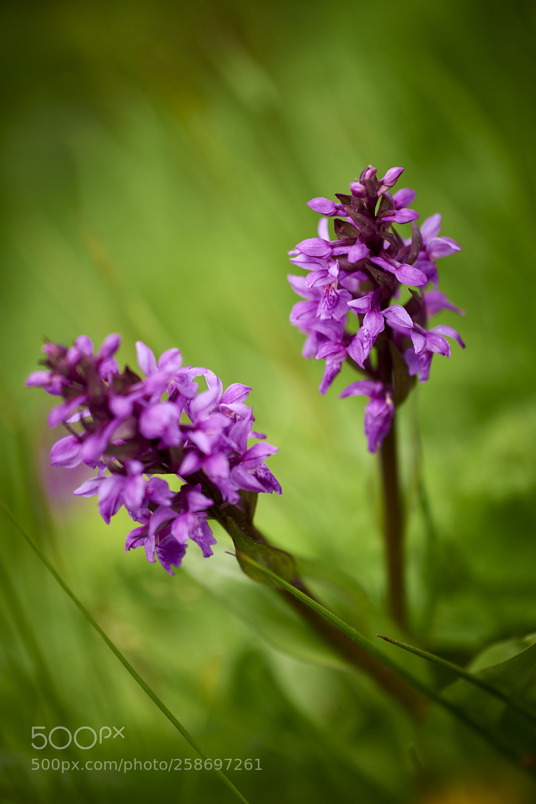 Nikon D750 sample photo. Flower photography