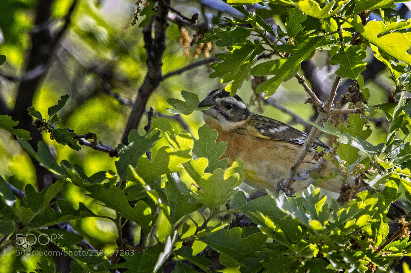 Canon EOS 80D sample photo. Black-headed grosbeak photography