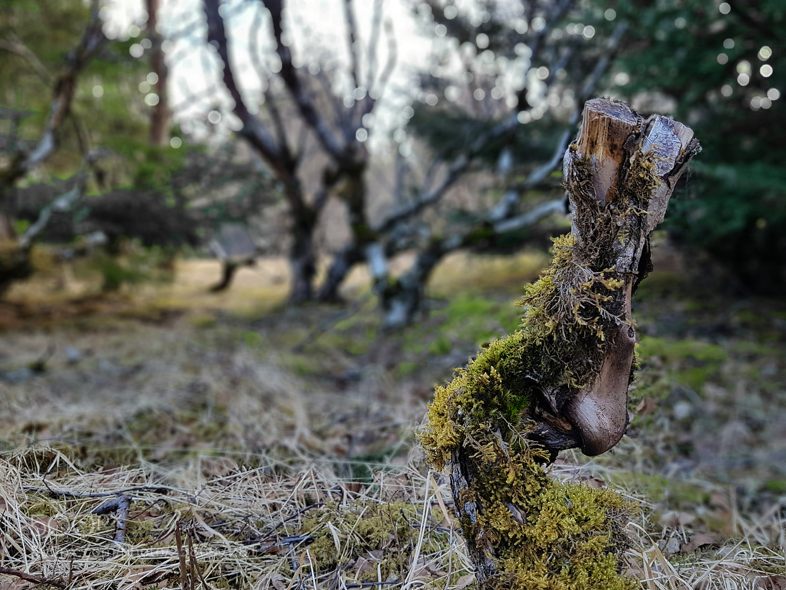Samsung Galaxy S7 Edge sample photo. Heiðmörk photography