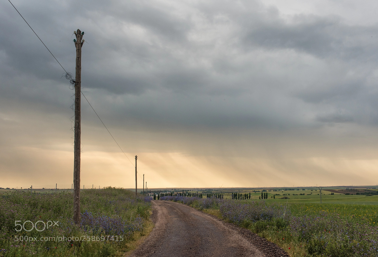 Nikon D810 sample photo. Way photography