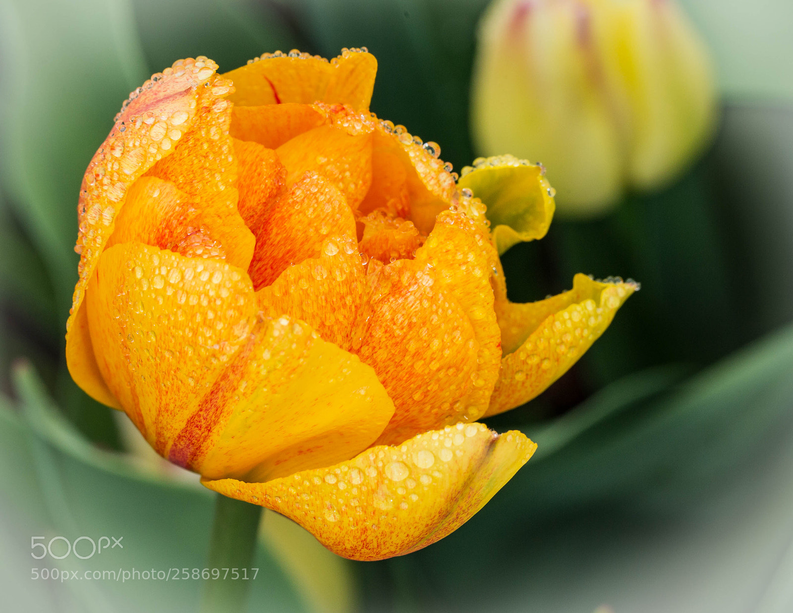 Canon EOS 6D sample photo. Orange burst photography
