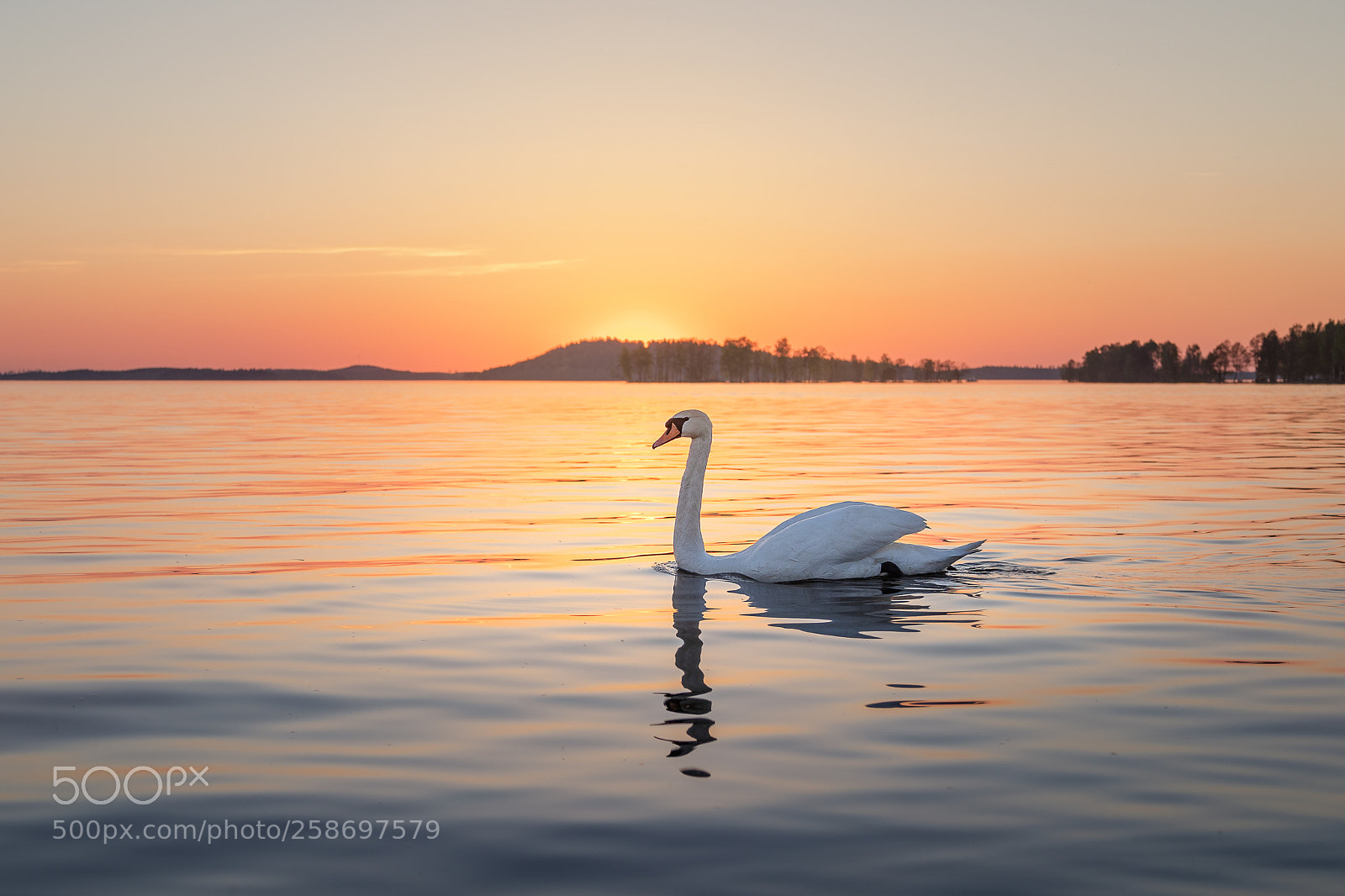 Canon EOS 5D Mark IV sample photo. Graceful glide photography