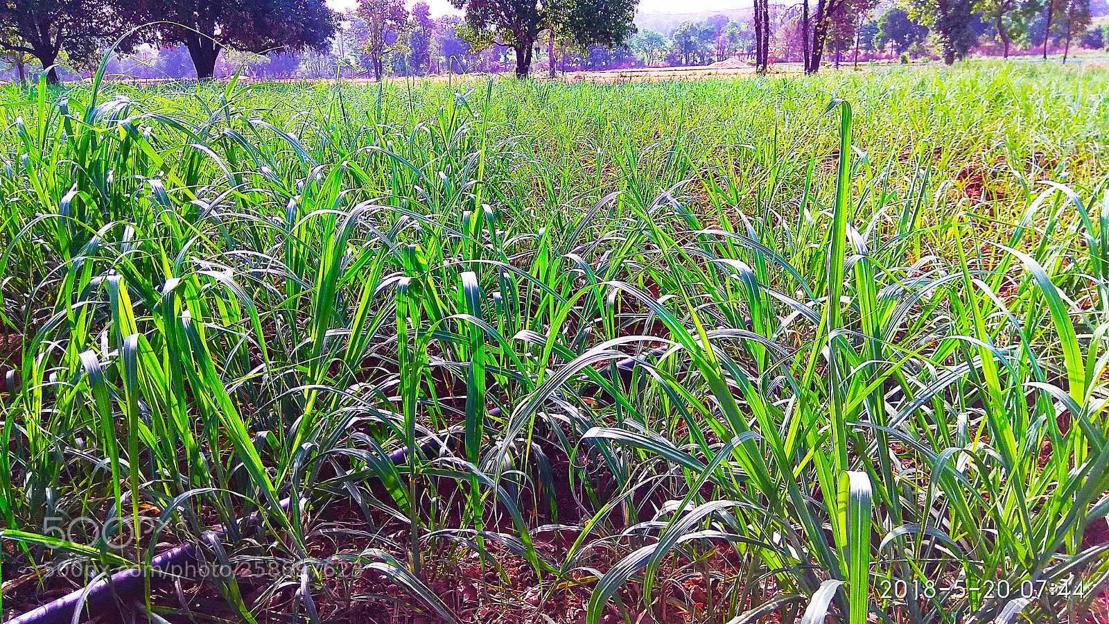 Xiaomi Redmi Note 4 sample photo. Untitled photography