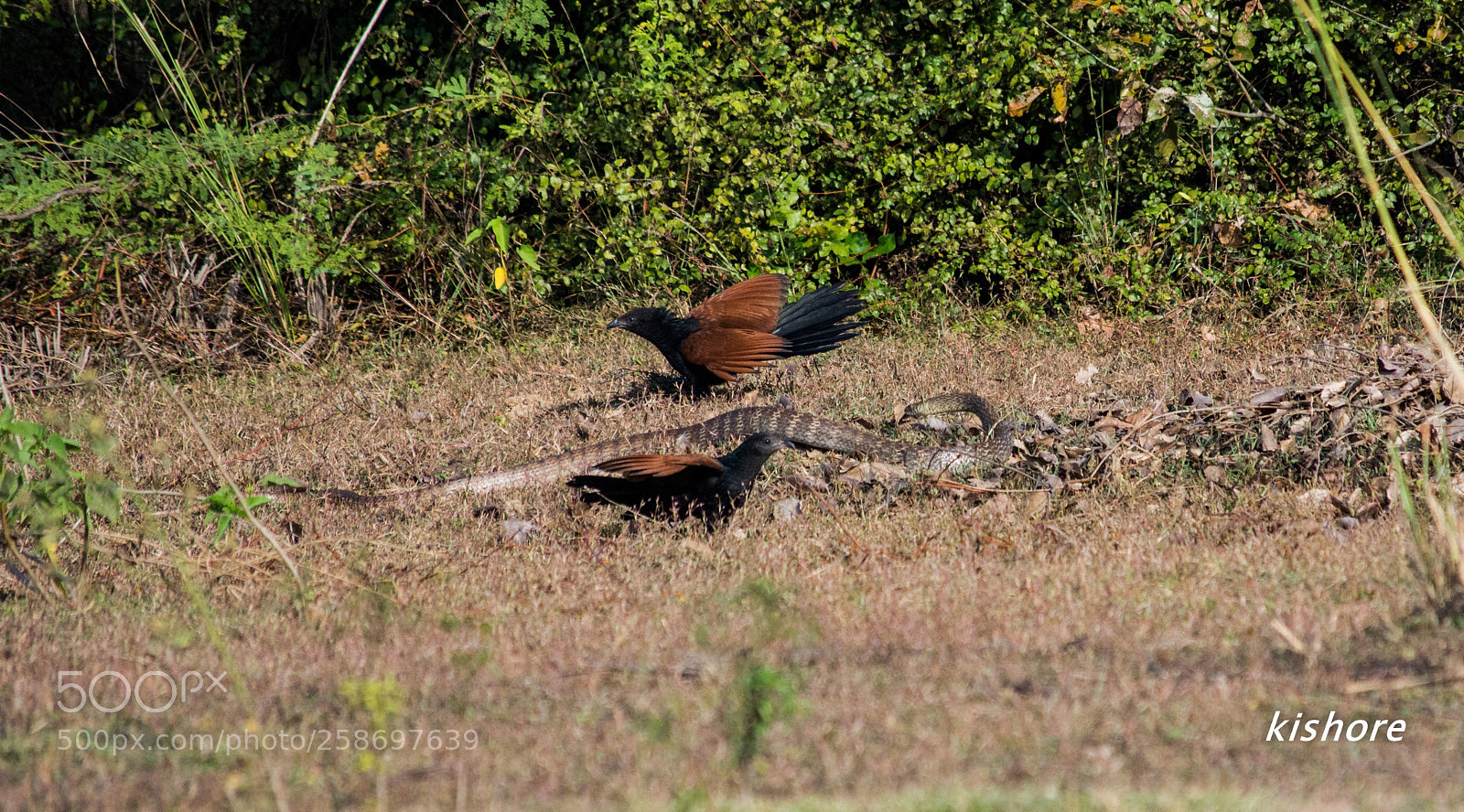 Nikon D7200 sample photo. Survival struggle  photography