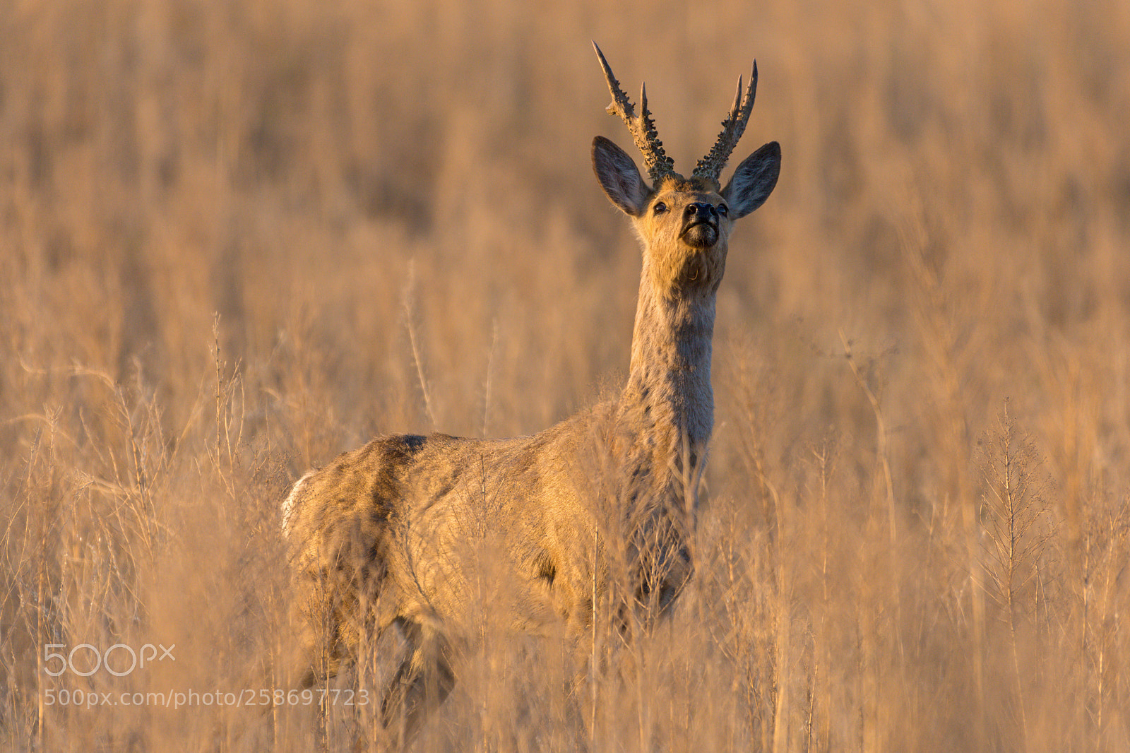 Nikon D7200 sample photo. Roe deer photography