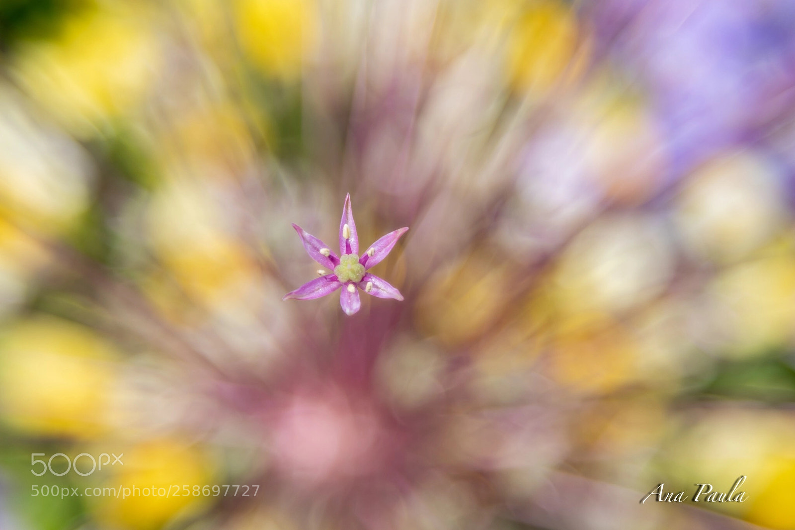 Nikon D500 sample photo. Flower star  photography