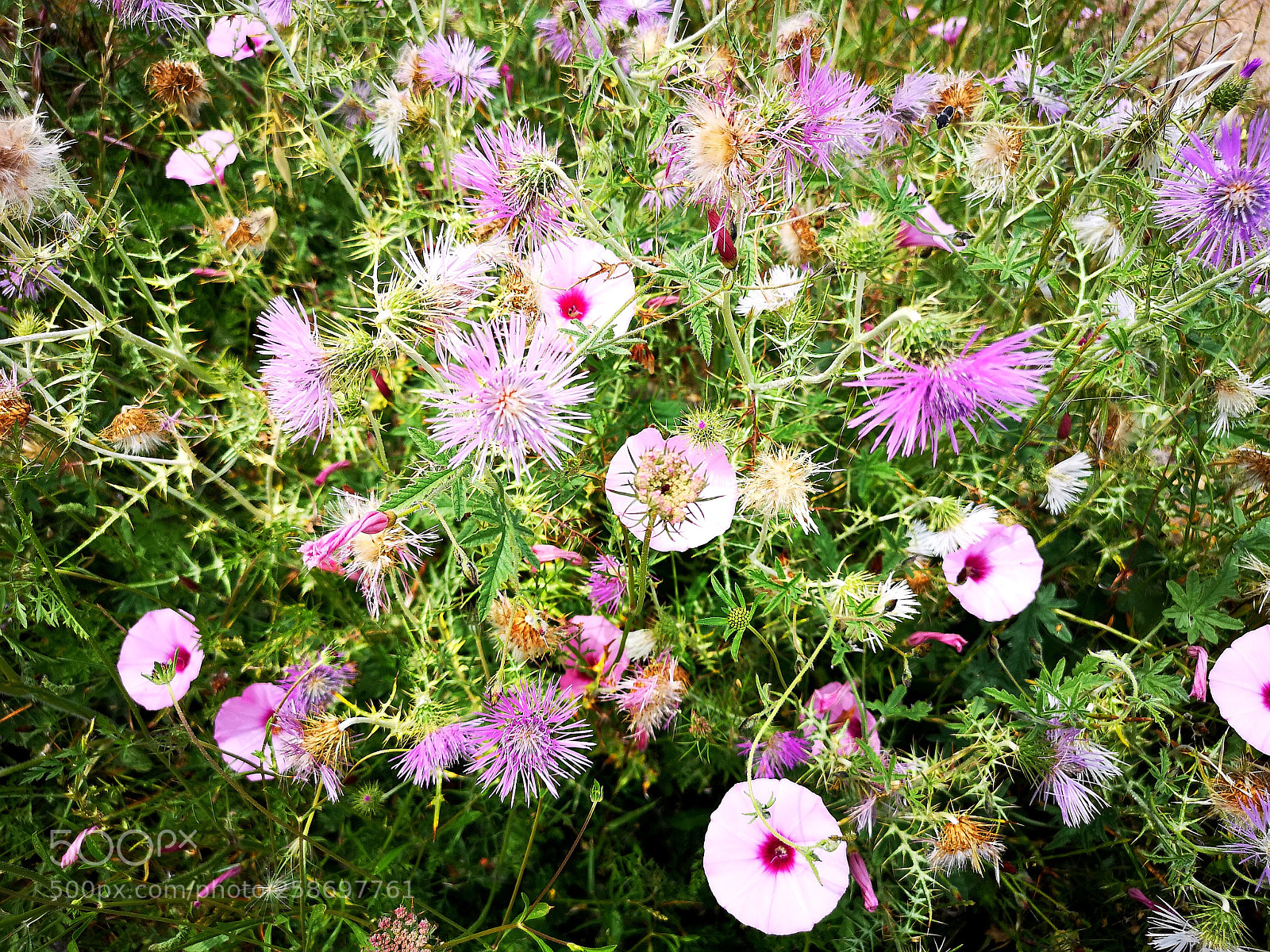 HUAWEI CLT-L09 sample photo. Clifftop flowers photography