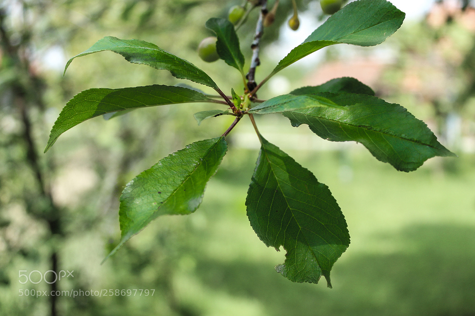 Canon EOS 1300D (EOS Rebel T6 / EOS Kiss X80) sample photo. Spring leaves photography