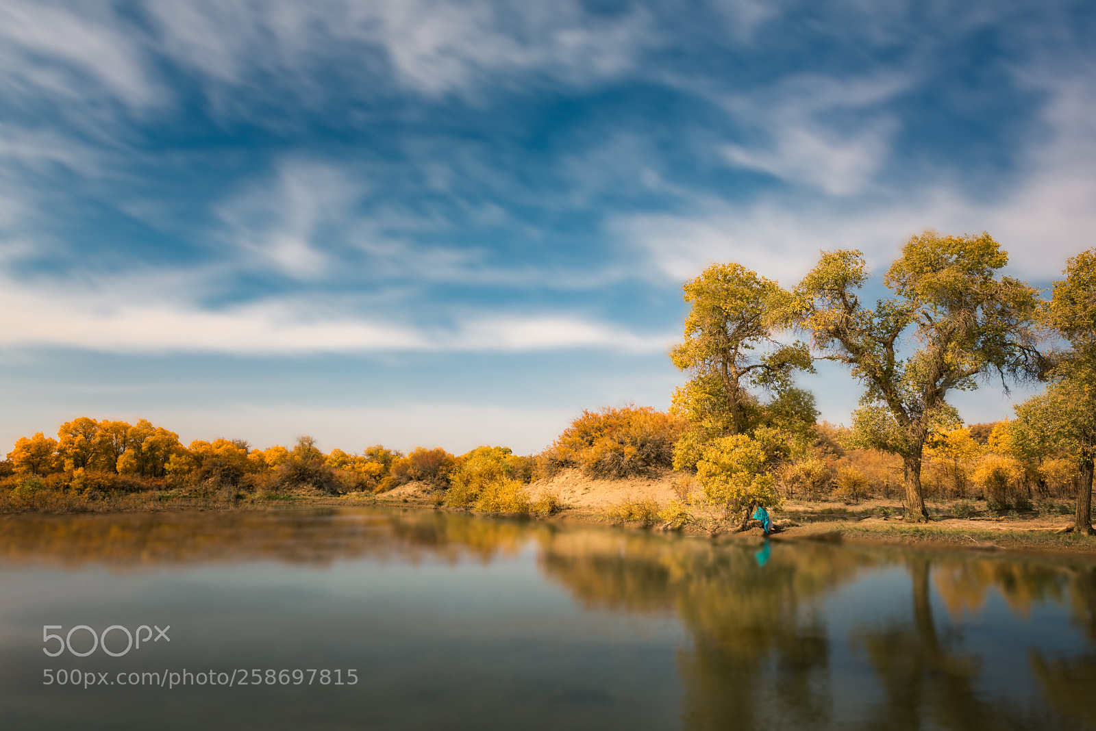 Nikon D750 sample photo. Populus euphratica in north photography