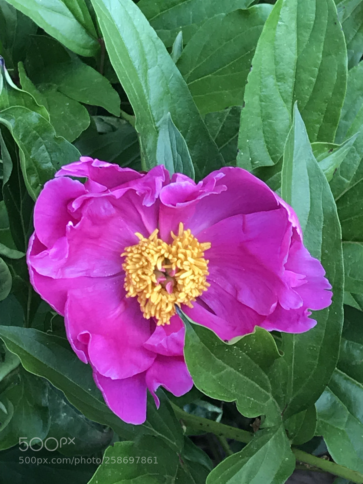 Apple iPhone 7 Plus sample photo. Peony flower  photography
