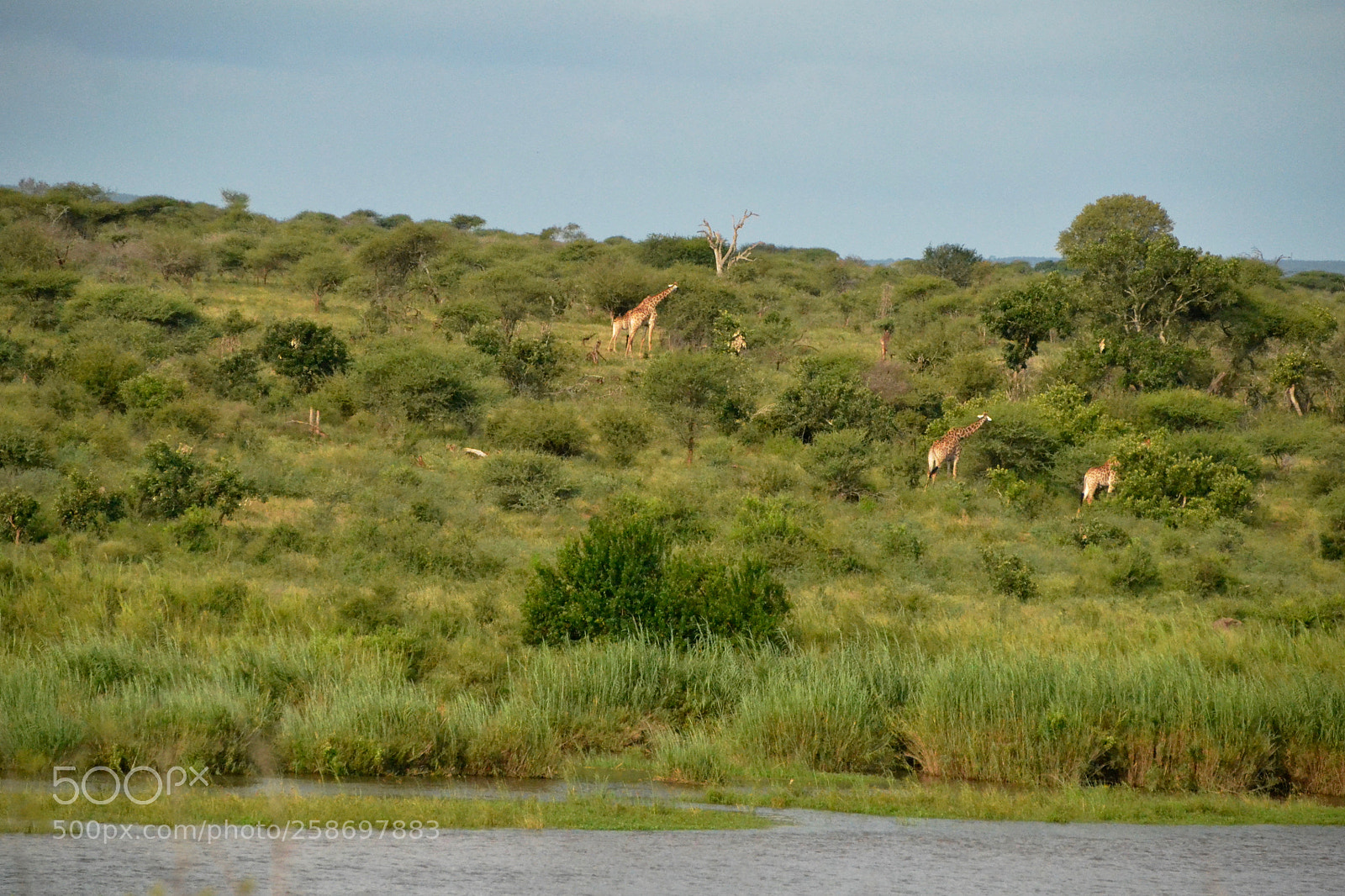 Nikon D3100 sample photo. Giraffes strolling along the photography