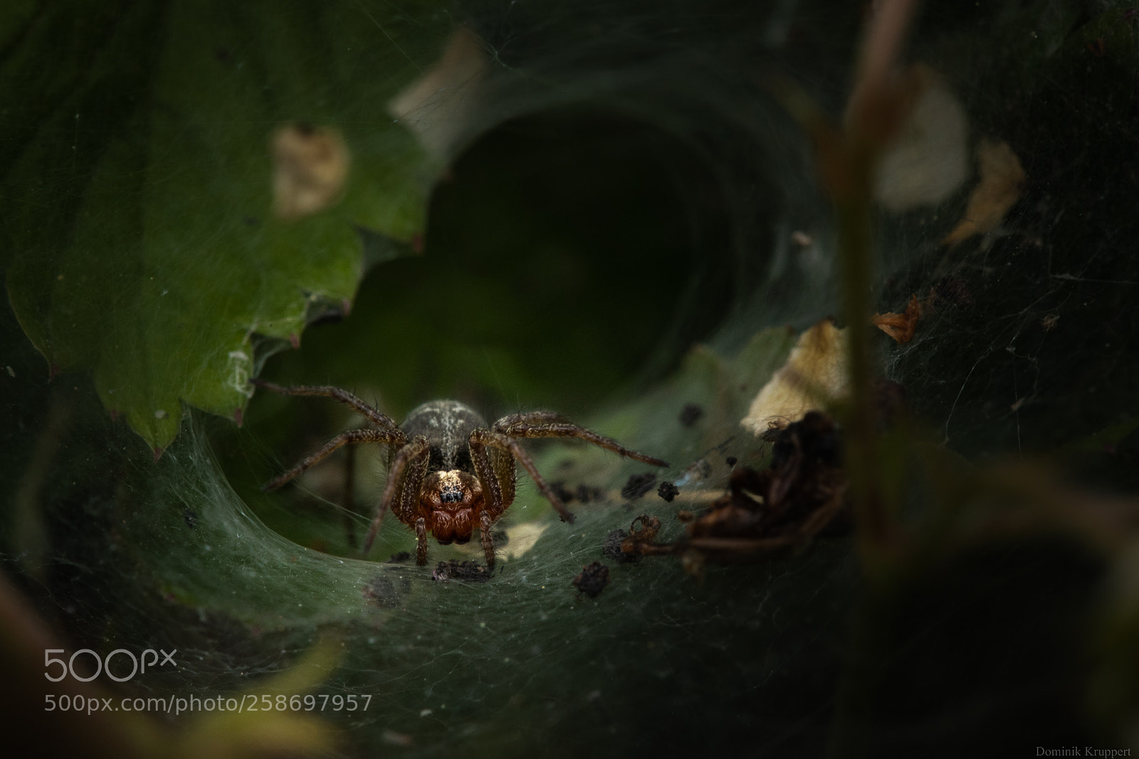 Canon EOS 6D Mark II sample photo. Spider photography
